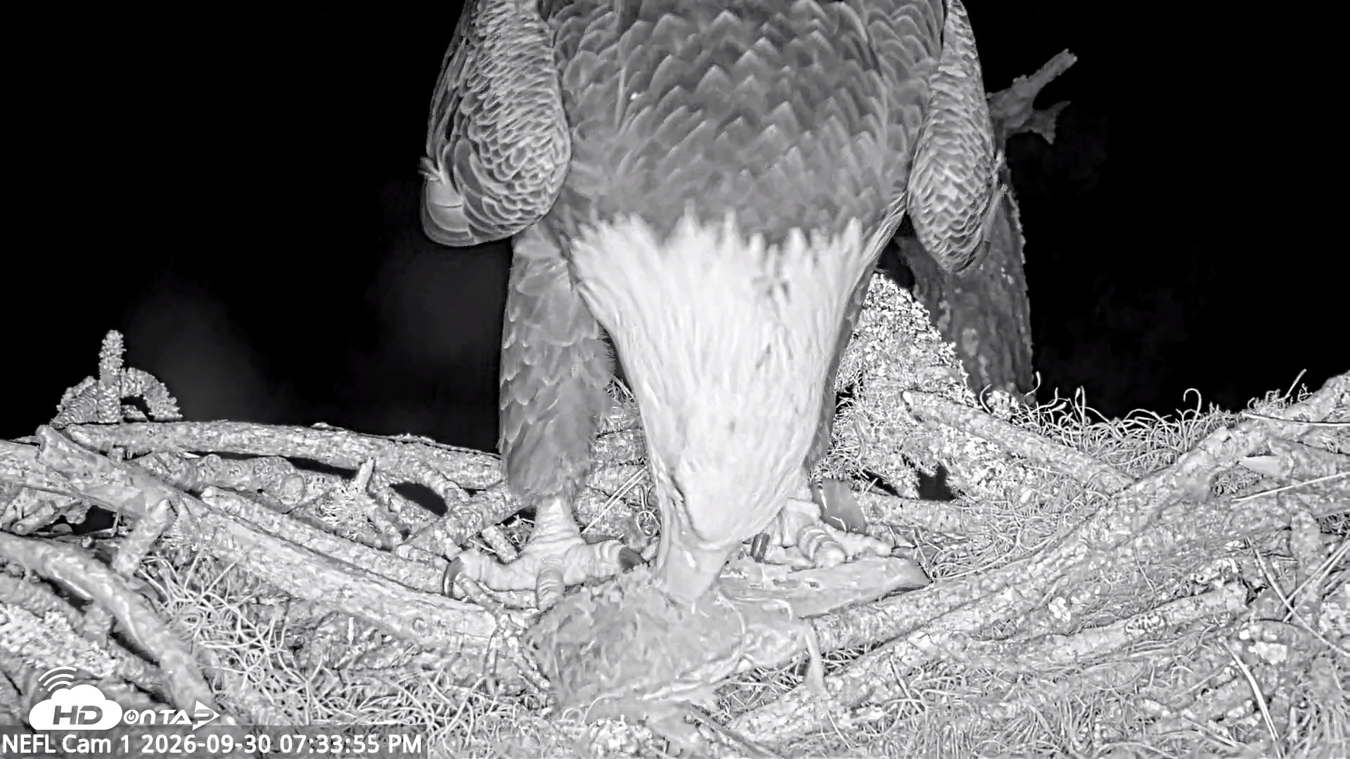Snapshot of NE Florida Eagles Live Webcam taken Sep 30, 2026, 7:34pm EDT