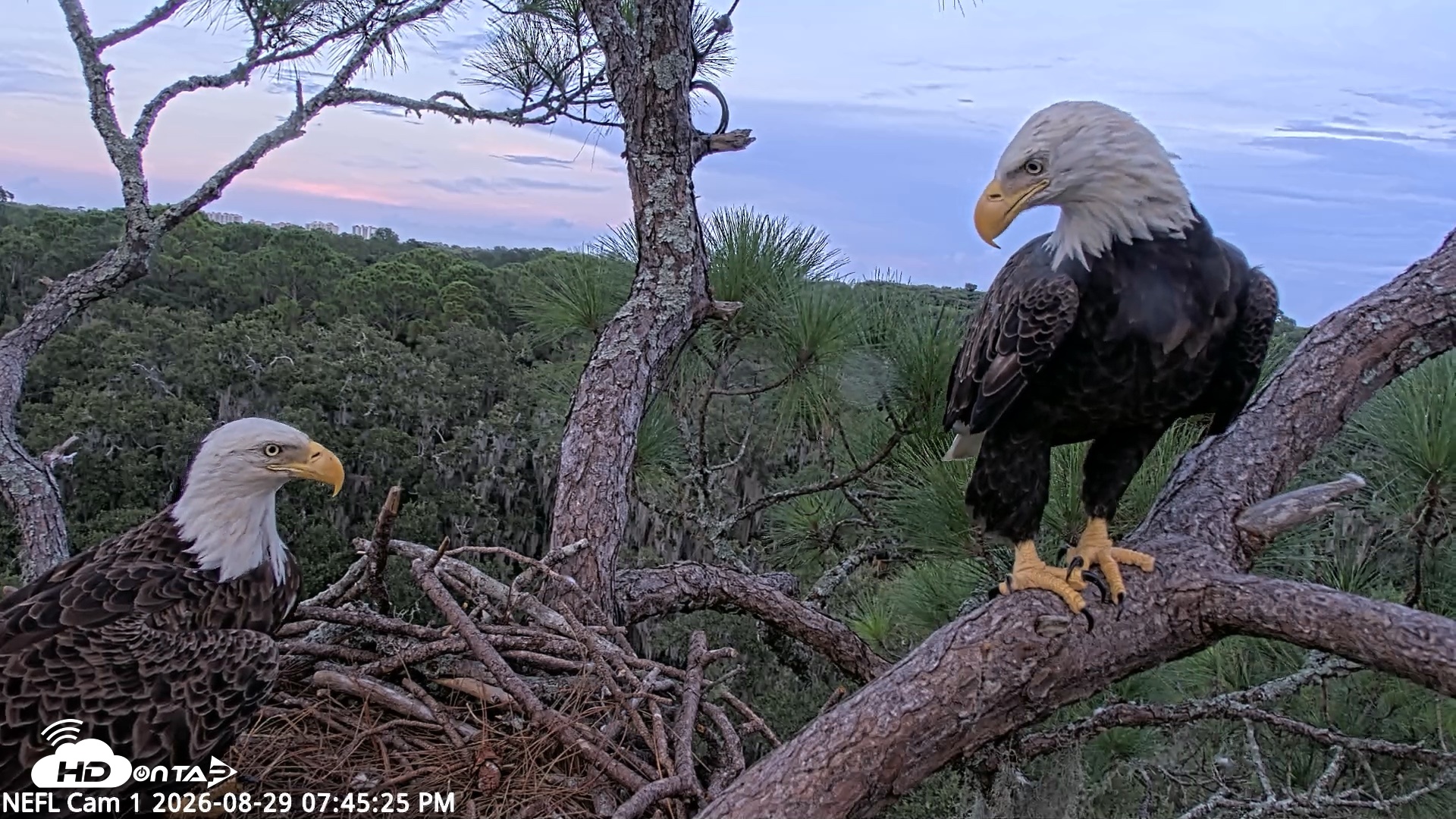 Snapshot of NE Florida Eagles Live Webcam taken Aug 29, 2026, 7:46pm EDT