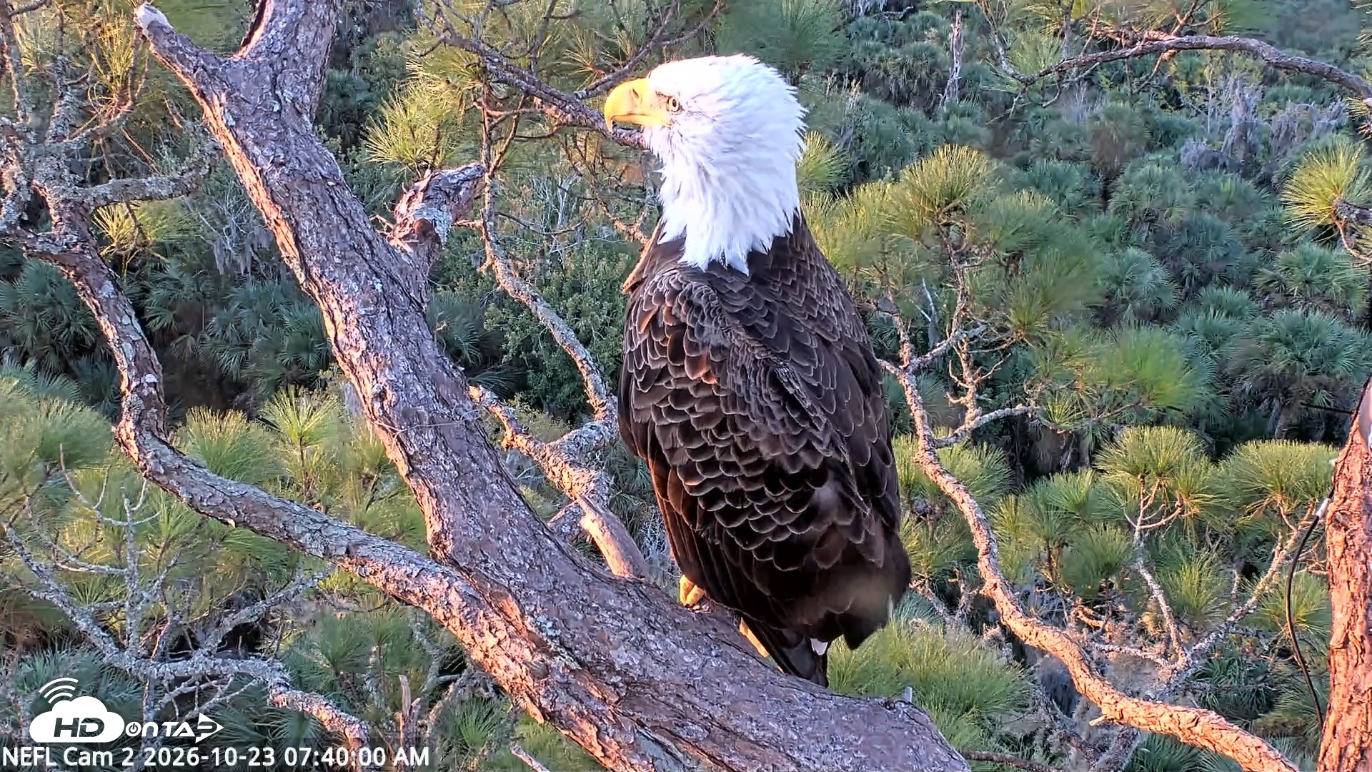 Snapshot of NE Florida Eagles Live Webcam taken Oct 23, 2026, 7:40am EDT