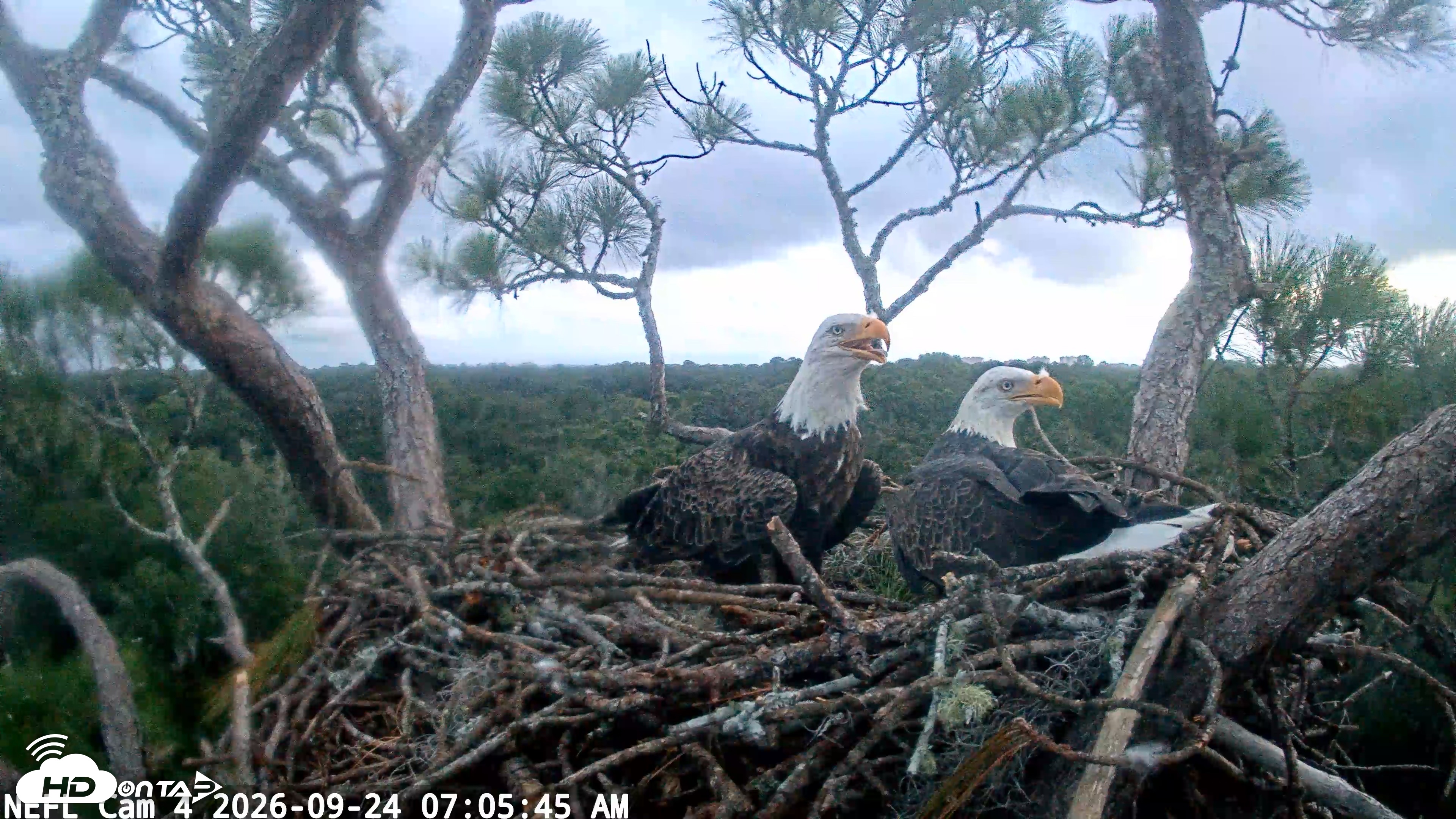 Snapshot of NE Florida Eagles Live Webcam taken Sep 24, 2026, 7:06am EDT