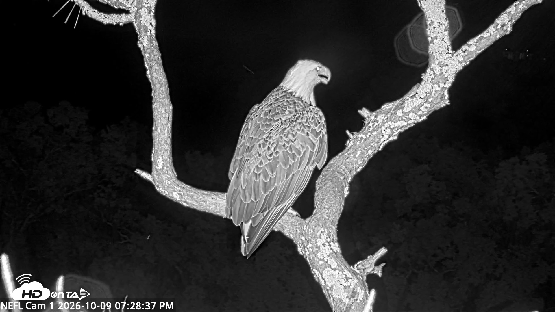 Snapshot of NE Florida Eagles Live Webcam taken Oct 9, 2026, 7:30pm EDT