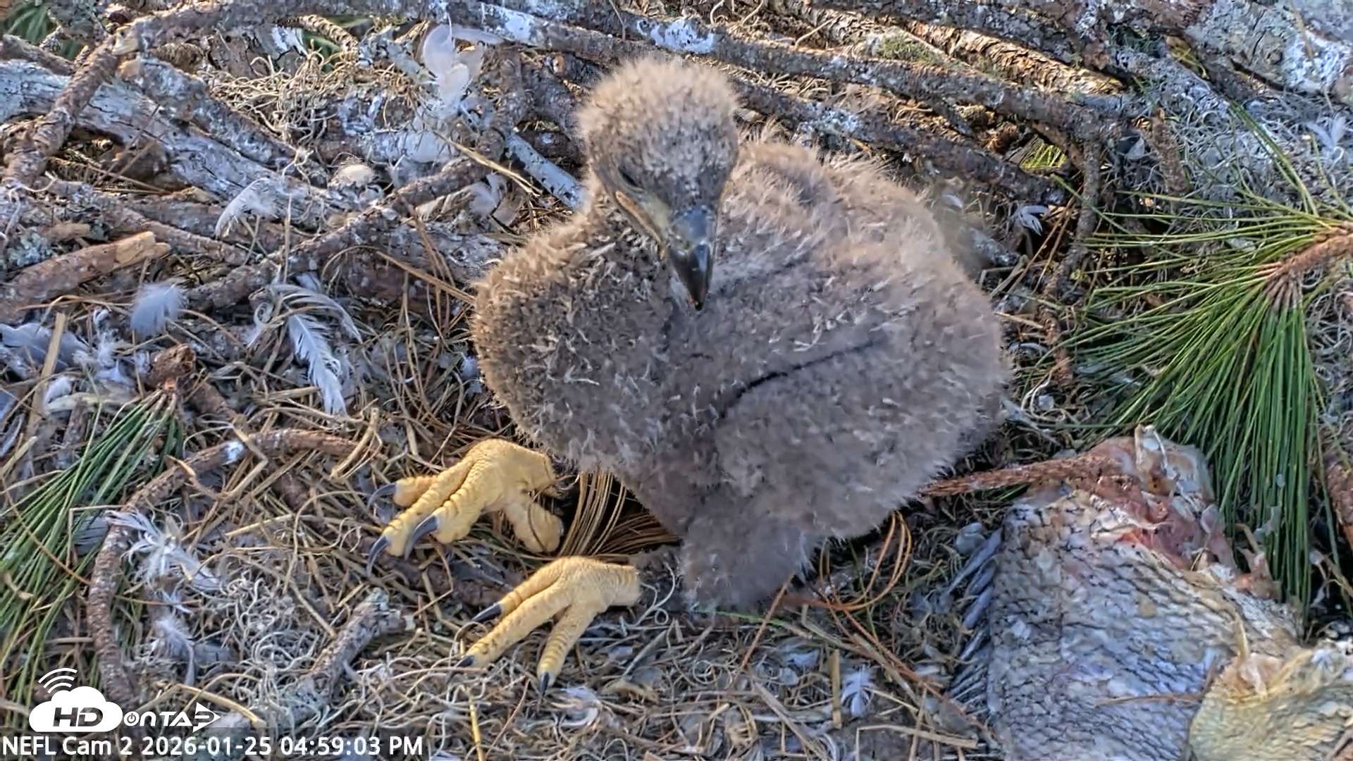 Snapshot of NE Florida Eagles Live Webcam taken Jan 25, 2026, 4:59pm EST