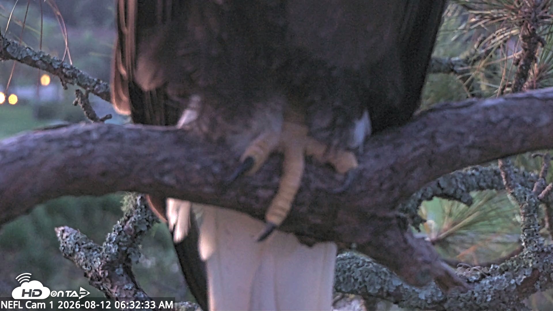 Snapshot of NE Florida Eagles Live Webcam taken Aug 12, 2026, 6:34am EDT