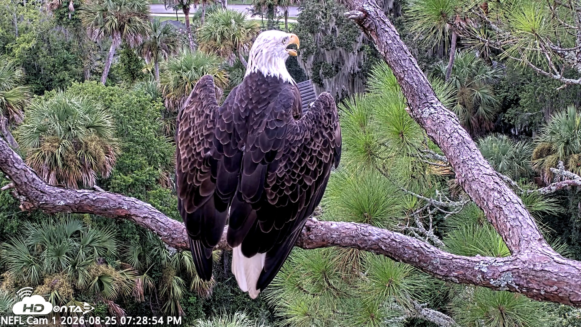 Snapshot of NE Florida Eagles Live Webcam taken Aug 25, 2026, 7:29pm EDT