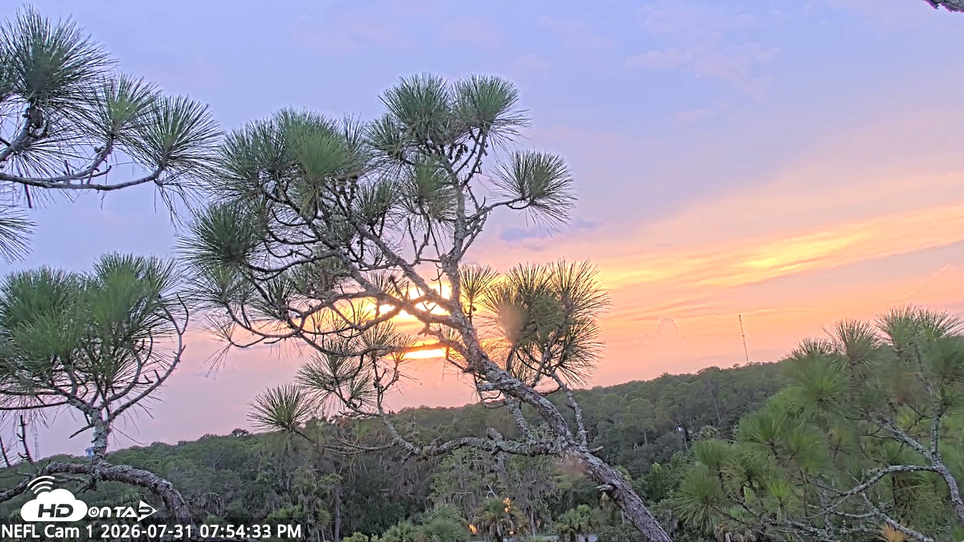 Snapshot of NE Florida Eagles Live Webcam taken Jul 31, 2026, 7:55pm EDT