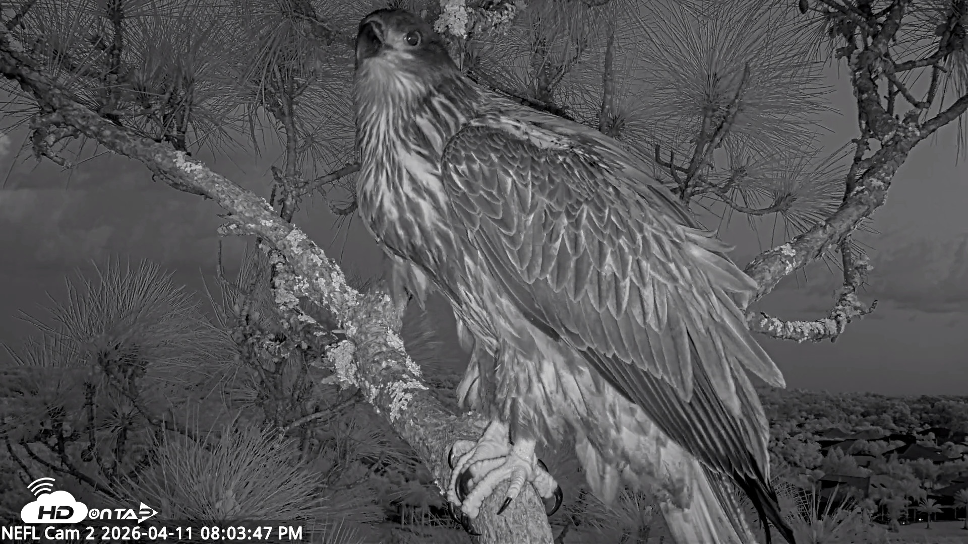 Snapshot of NE Florida Eagles Live Webcam taken Apr 11, 2026, 8:04pm EDT