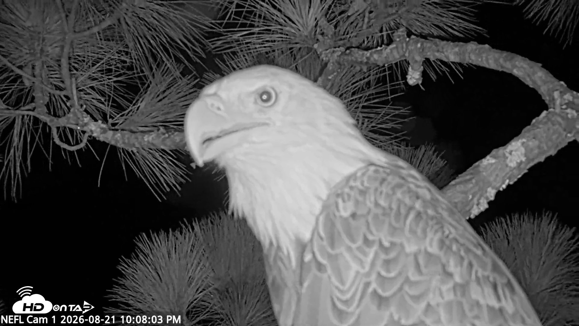 Snapshot of NE Florida Eagles Live Webcam taken Aug 21, 2026, 10:09pm EDT