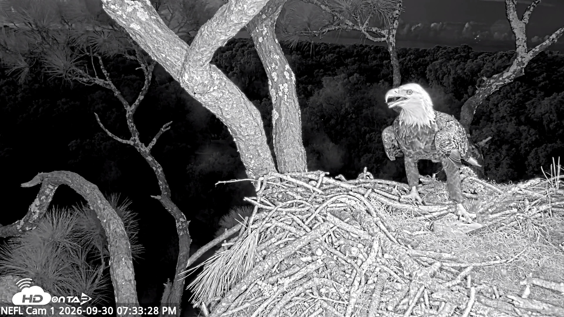 Snapshot of NE Florida Eagles Live Webcam taken Sep 30, 2026, 7:34pm EDT