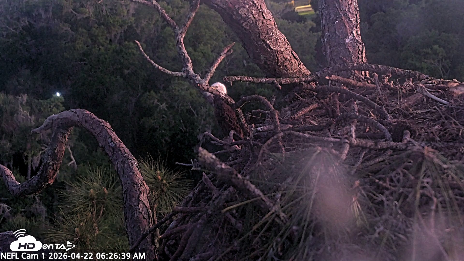 Snapshot of NE Florida Eagles Live Webcam taken Apr 22, 2026, 6:28am EDT