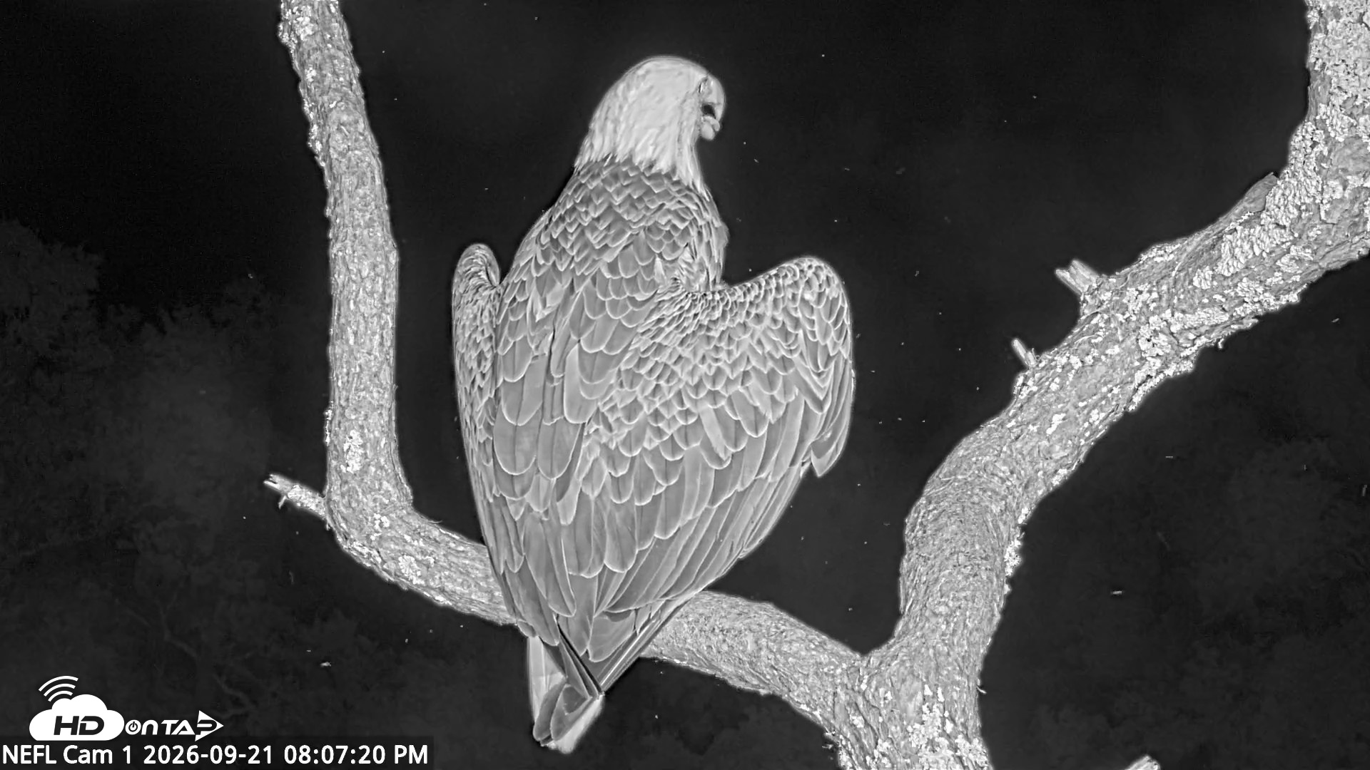 Snapshot of NE Florida Eagles Live Webcam taken Sep 21, 2026, 8:08pm EDT