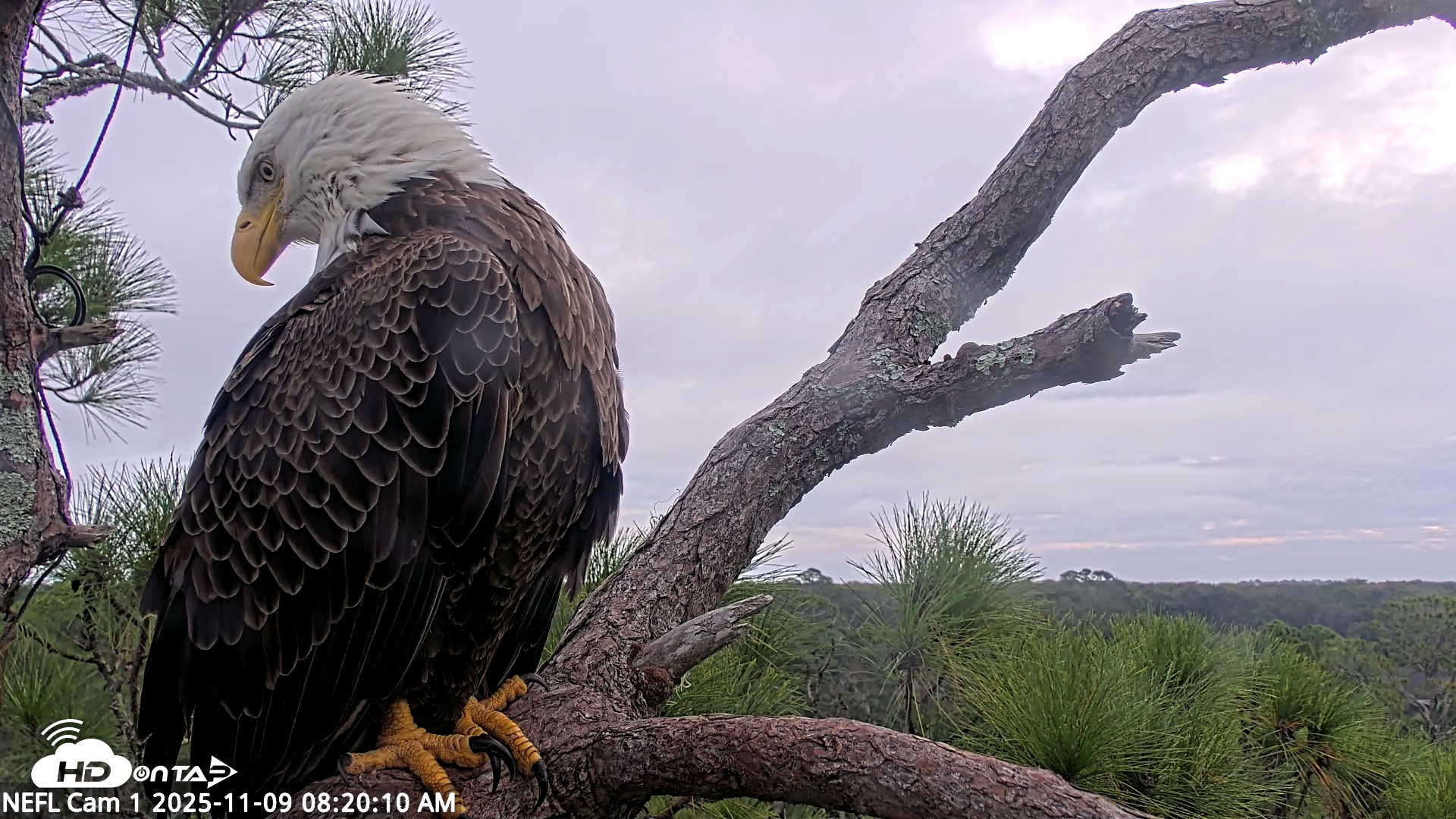 Snapshot of NE Florida Eagles Live Webcam taken Nov 9, 2025, 8:21am EST