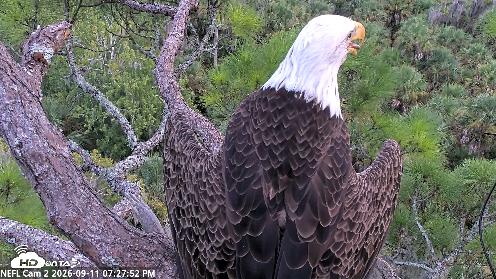 Snapshot of NE Florida Eagles Live Webcam taken Sep 11, 2026, 7:28pm EDT