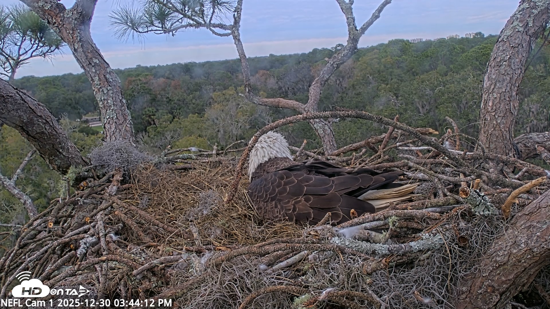 Snapshot of NE Florida Eagles Live Webcam taken Dec 30, 2025, 3:45pm EST