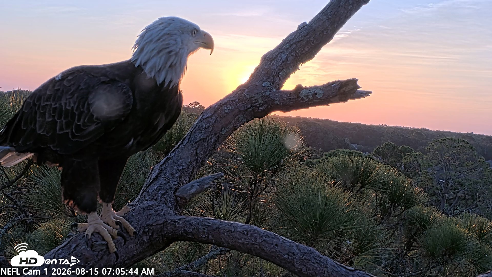 Snapshot of NE Florida Eagles Live Webcam taken Aug 15, 2026, 7:06am EDT