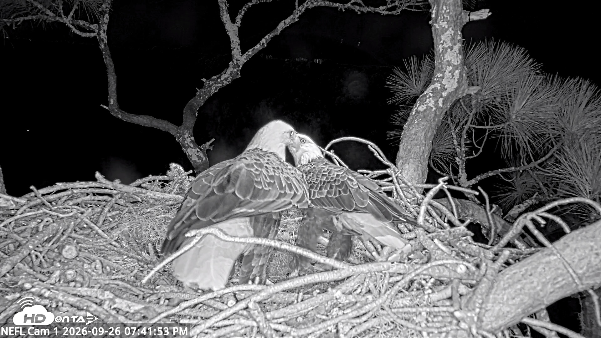 Snapshot of NE Florida Eagles Live Webcam taken Sep 26, 2026, 7:43pm EDT