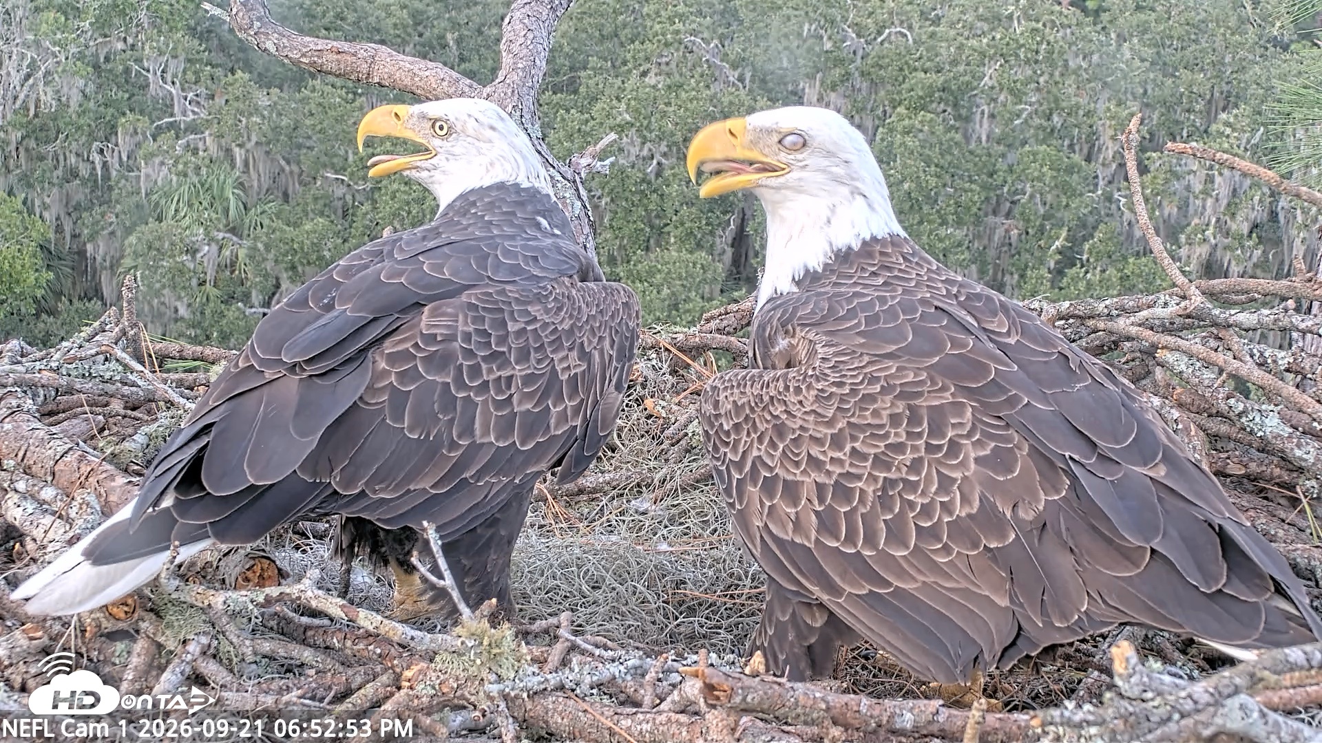 Snapshot of NE Florida Eagles Live Webcam taken Sep 21, 2026, 6:53pm EDT