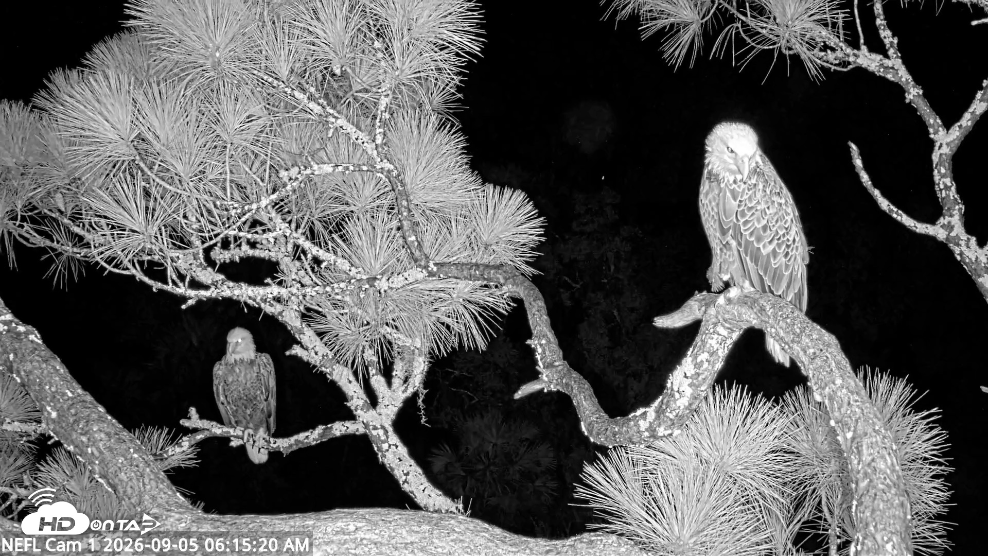 Snapshot of NE Florida Eagles Live Webcam taken Sep 5, 2026, 6:16am EDT