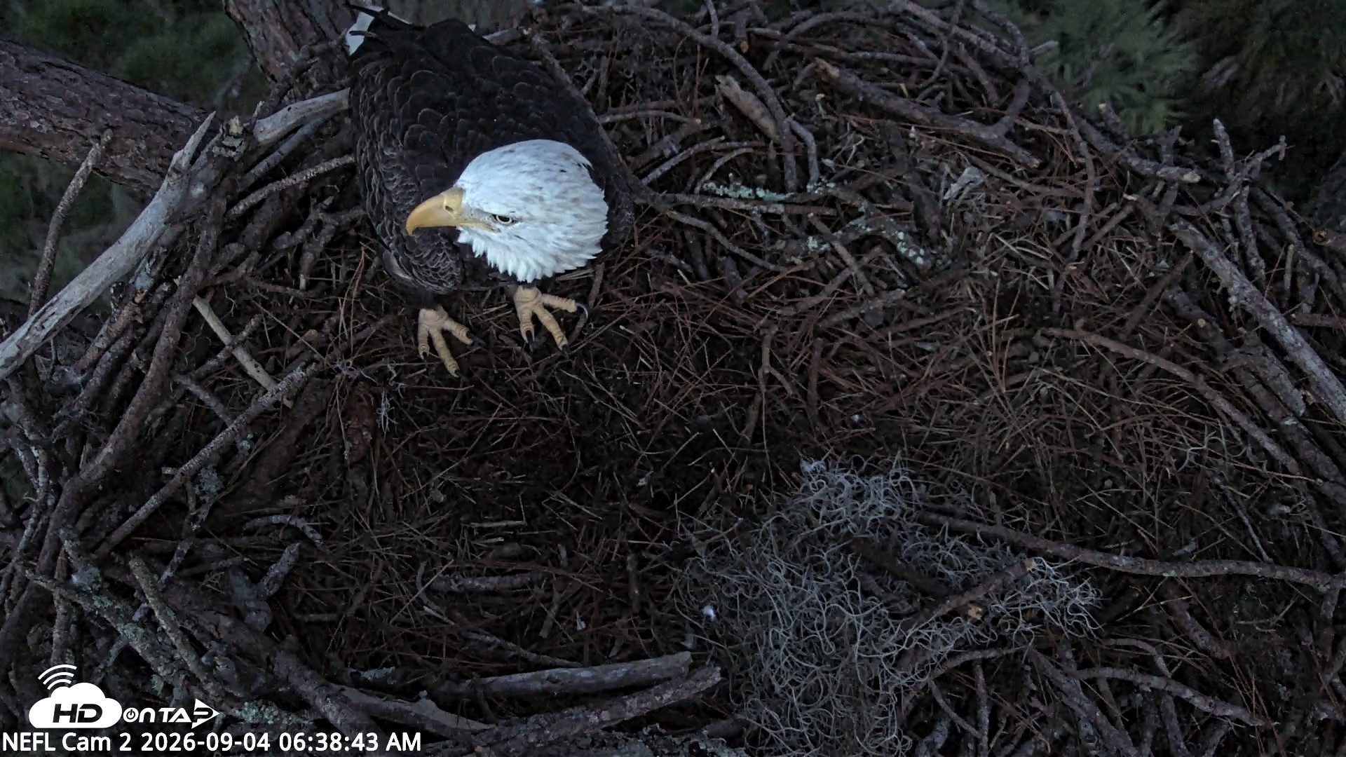 Snapshot of NE Florida Eagles Live Webcam taken Sep 4, 2026, 6:39am EDT