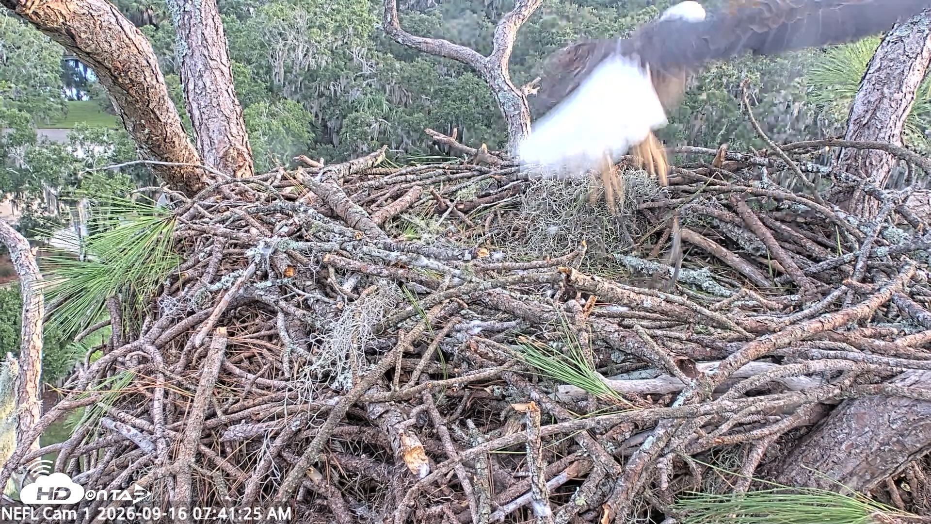 Snapshot of NE Florida Eagles Live Webcam taken Sep 16, 2026, 7:42am EDT