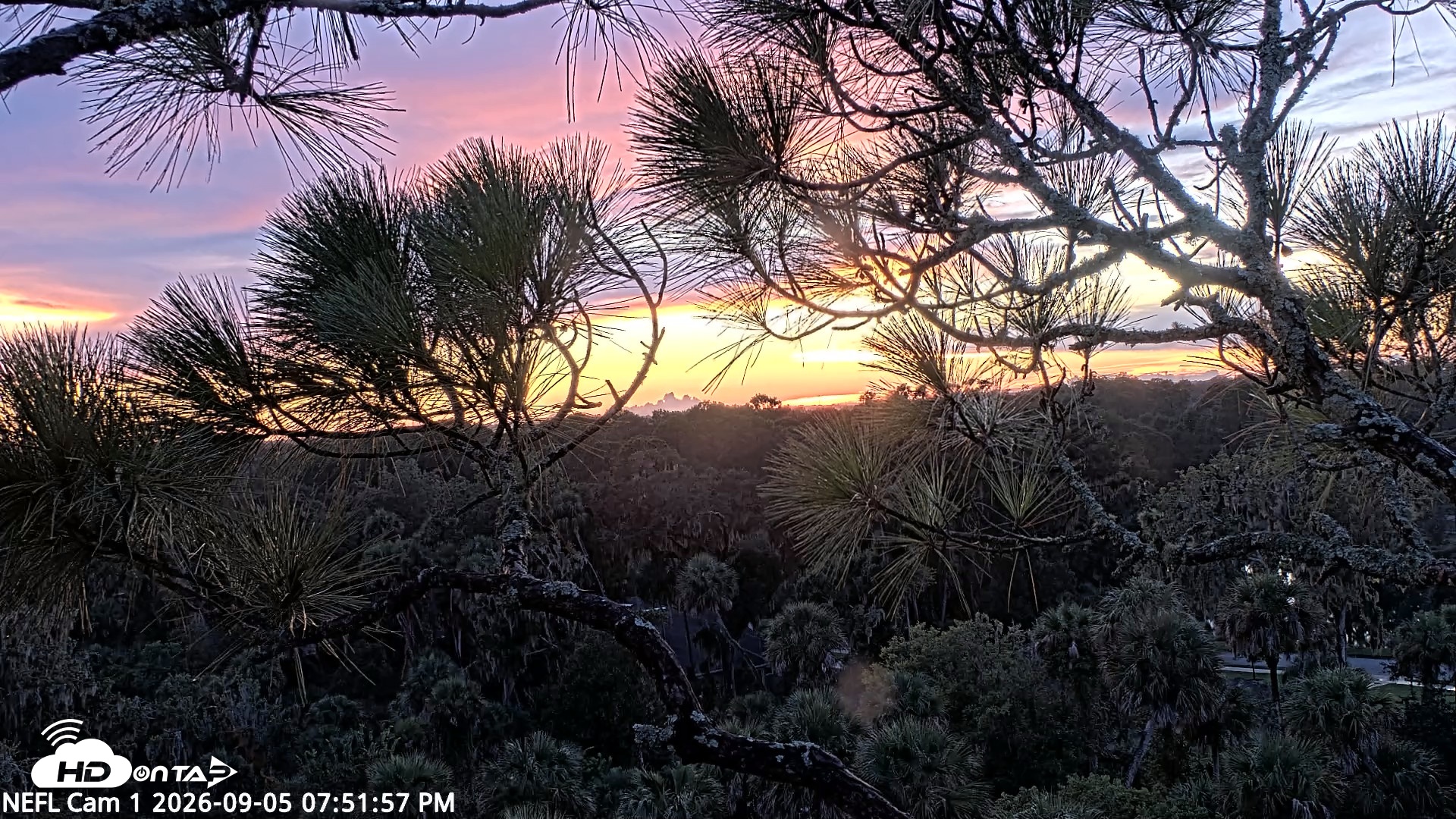 Snapshot of NE Florida Eagles Live Webcam taken Sep 5, 2026, 7:52pm EDT