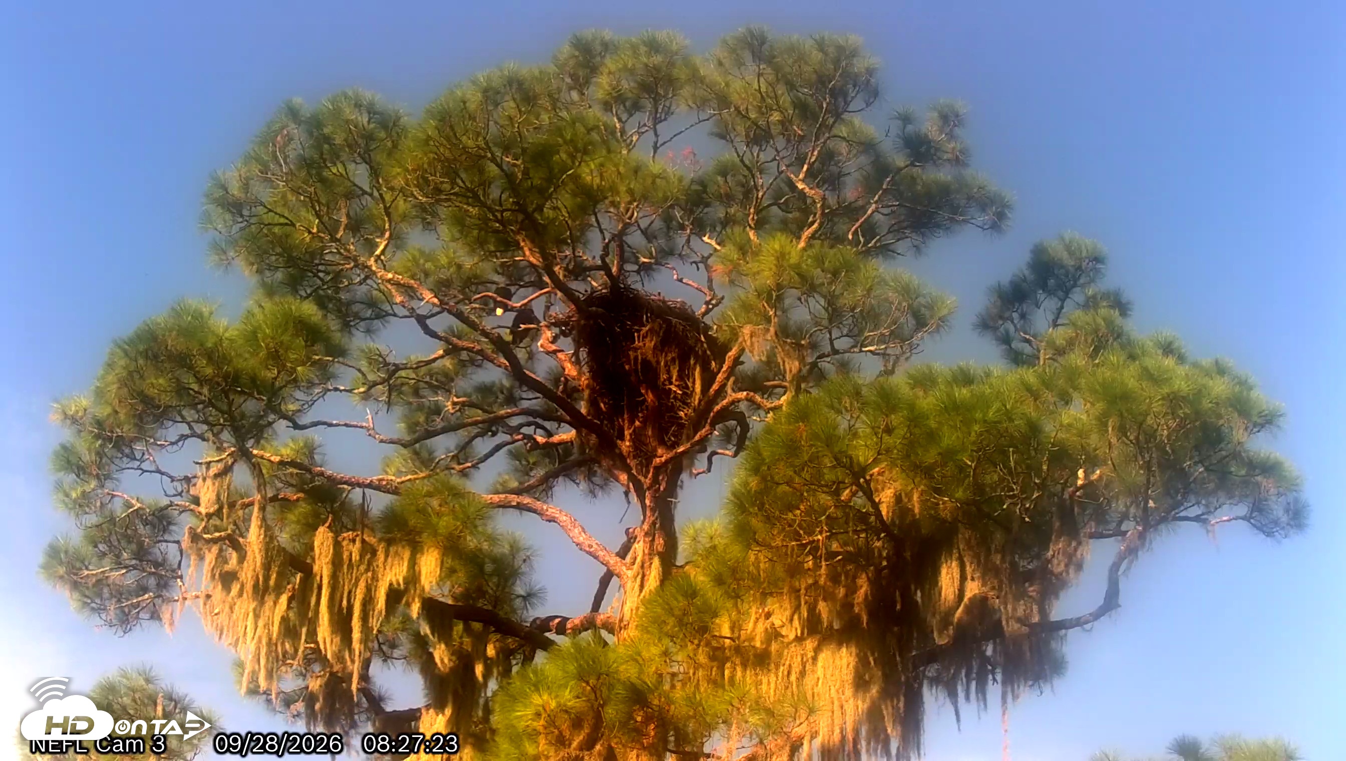 Snapshot of NE Florida Eagles Live Webcam taken Sep 28, 2026, 8:28am EDT