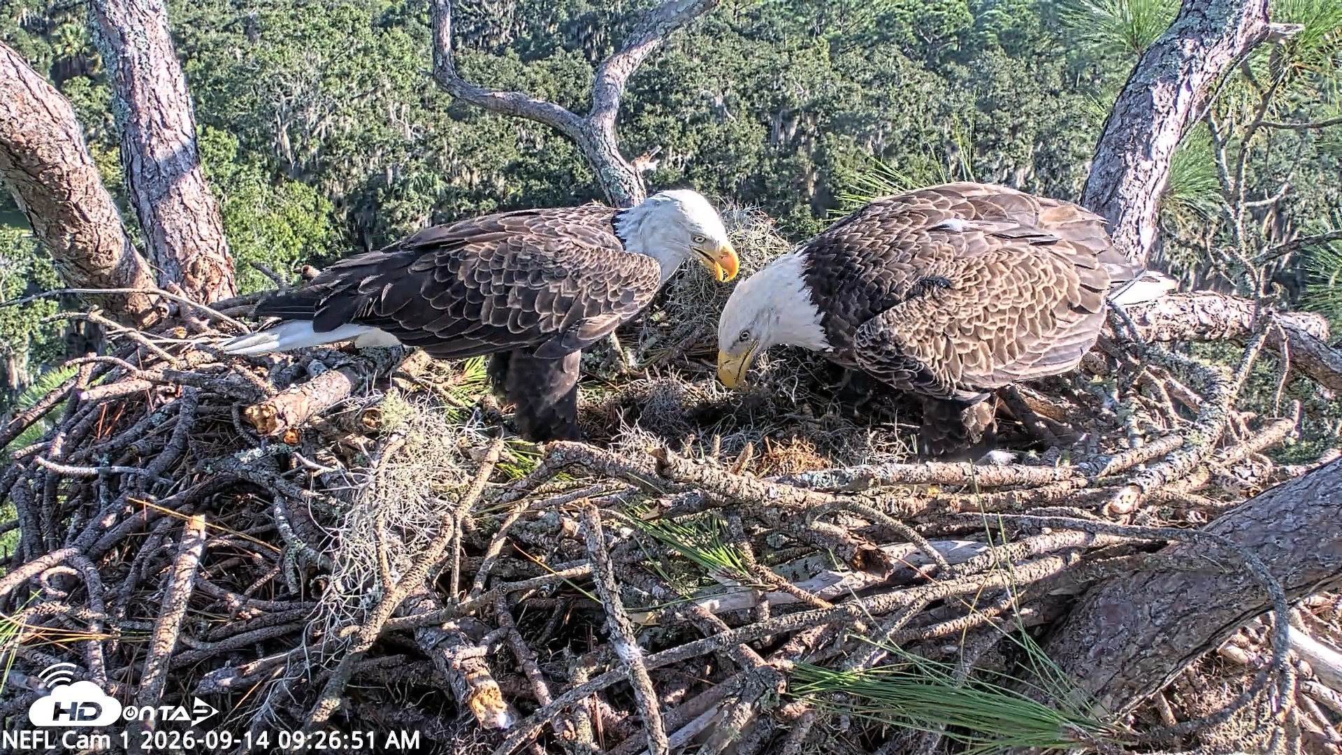 Snapshot of NE Florida Eagles Live Webcam taken Sep 14, 2026, 9:27am EDT