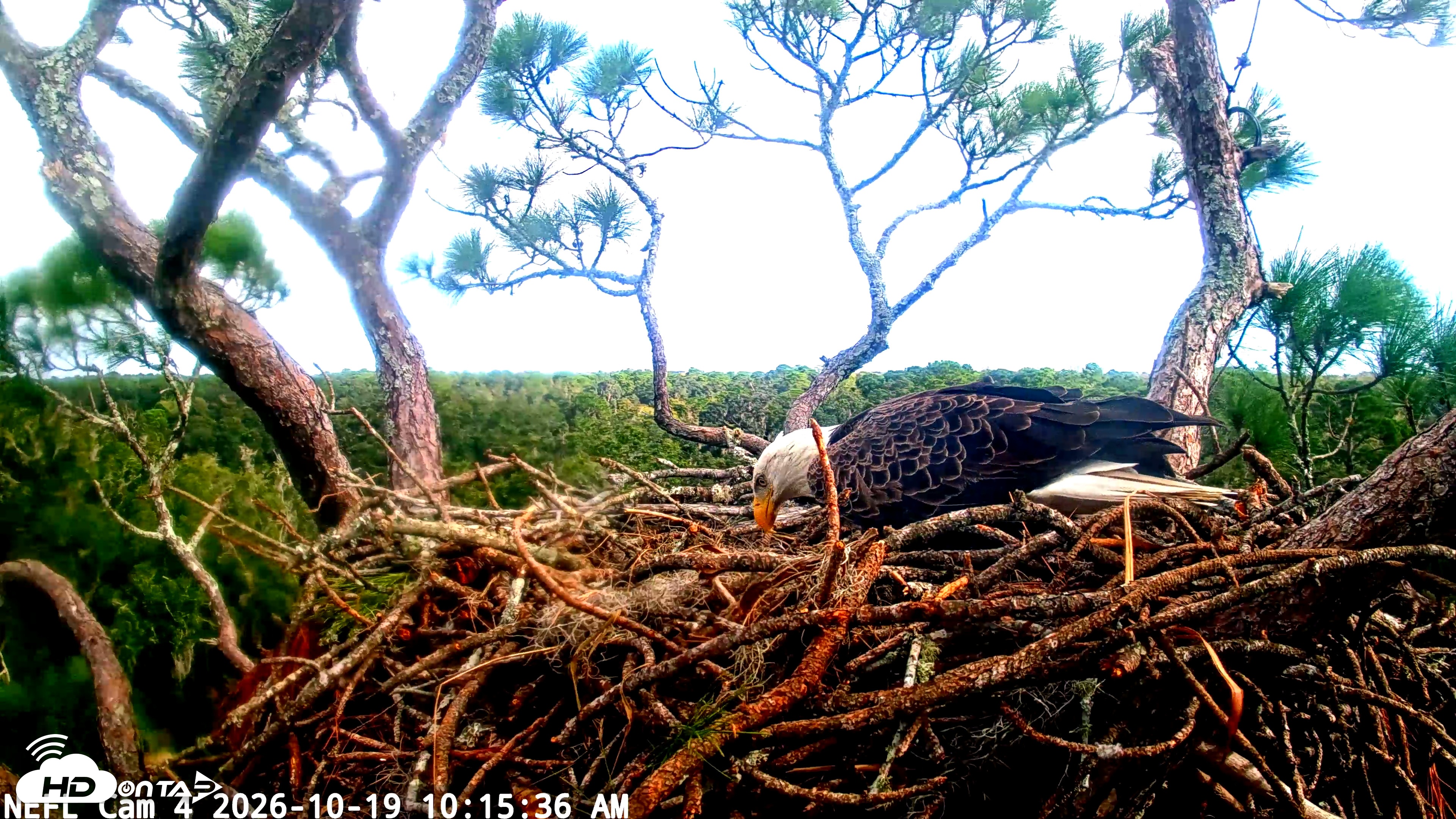 Snapshot of NE Florida Eagles Live Webcam taken Oct 19, 2026, 10:16am EDT