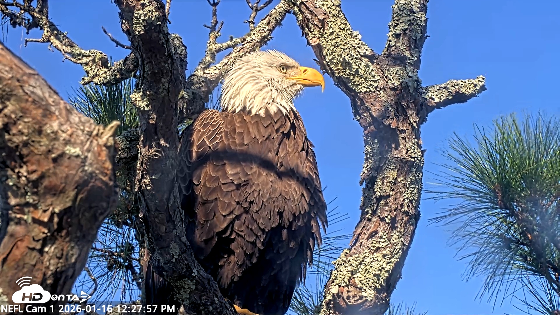 Snapshot of NE Florida Eagles Live Webcam taken Jan 16, 2026, 12:28pm EST