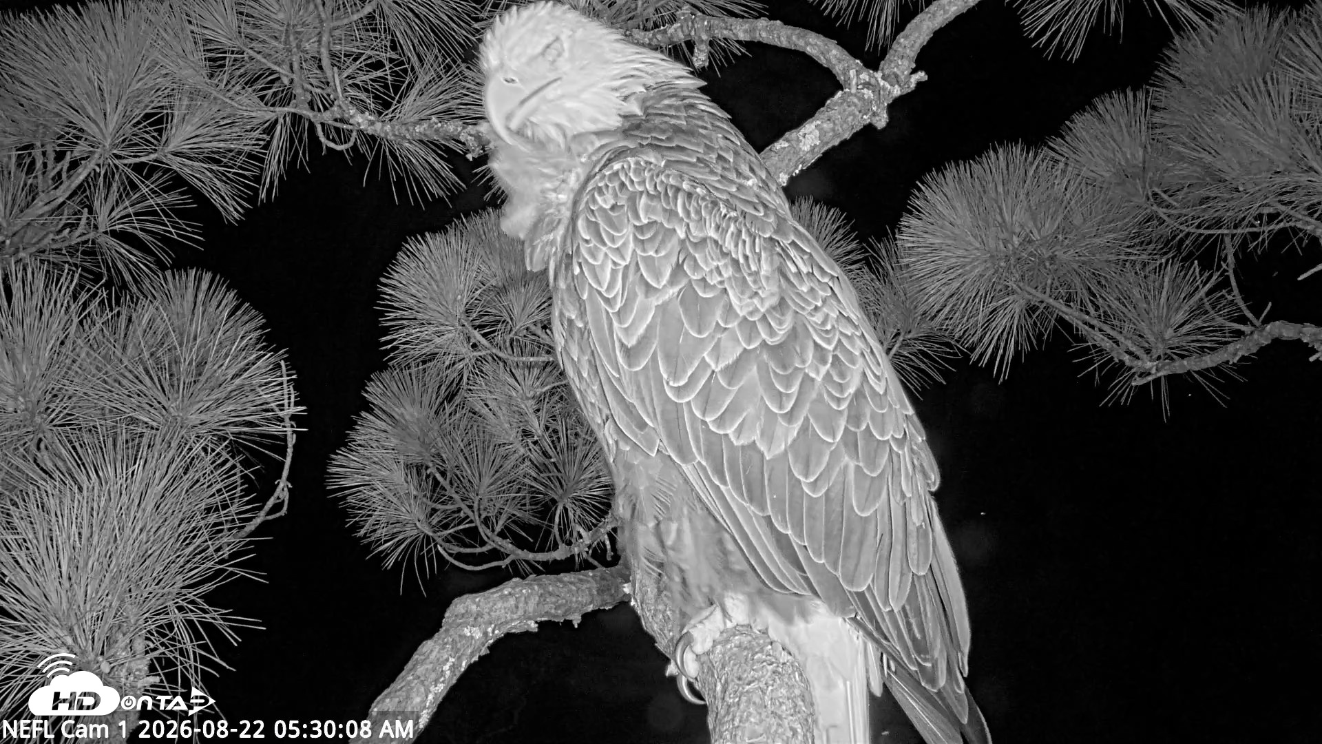 Snapshot of NE Florida Eagles Live Webcam taken Aug 22, 2026, 5:31am EDT