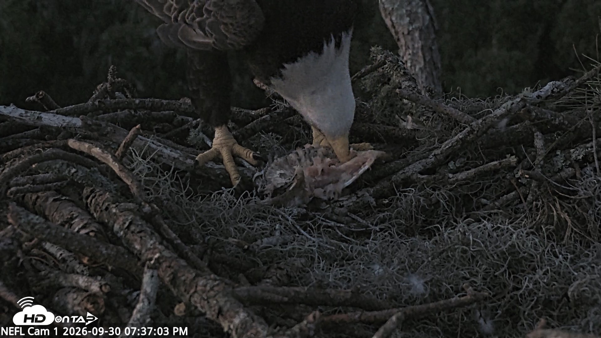 Snapshot of NE Florida Eagles Live Webcam taken Sep 30, 2026, 7:37pm EDT