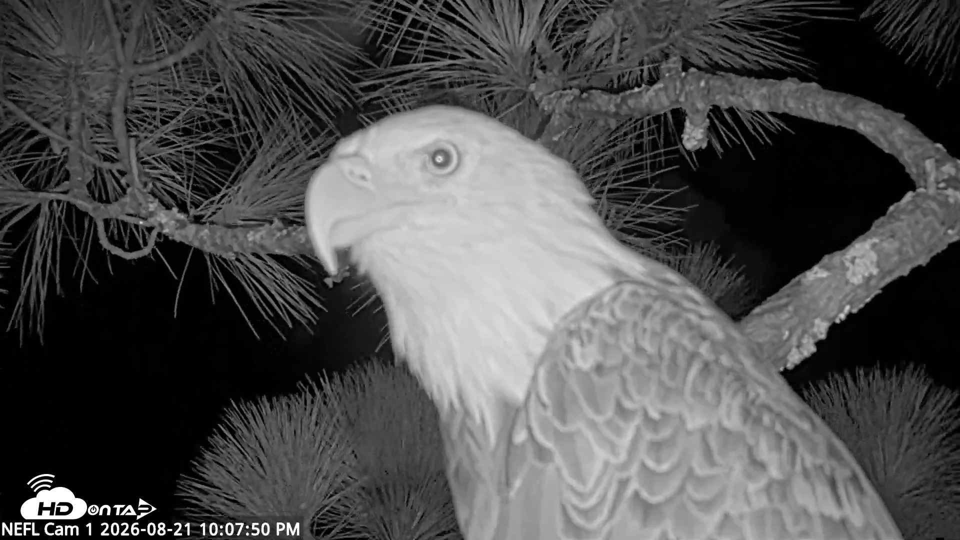 Snapshot of NE Florida Eagles Live Webcam taken Aug 21, 2026, 10:08pm EDT