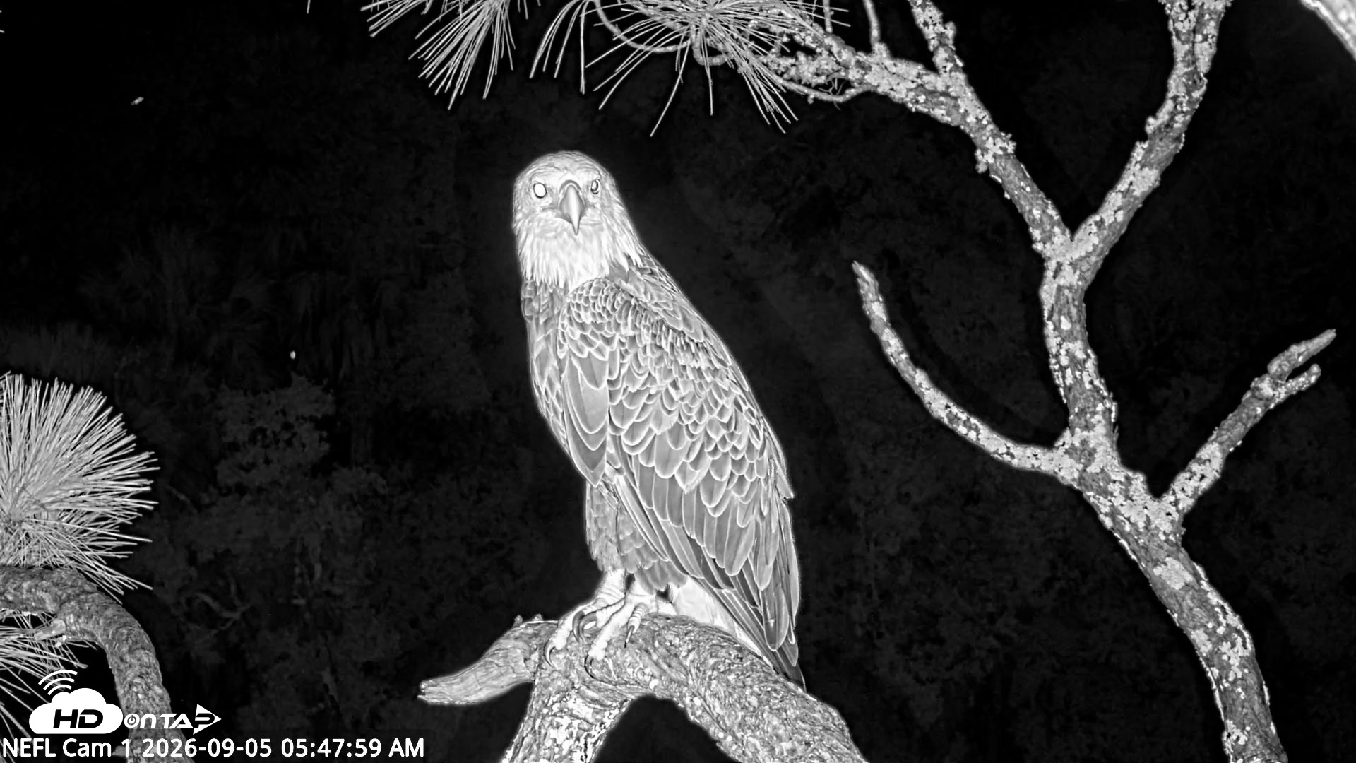 Snapshot of NE Florida Eagles Live Webcam taken Sep 5, 2026, 5:50am EDT