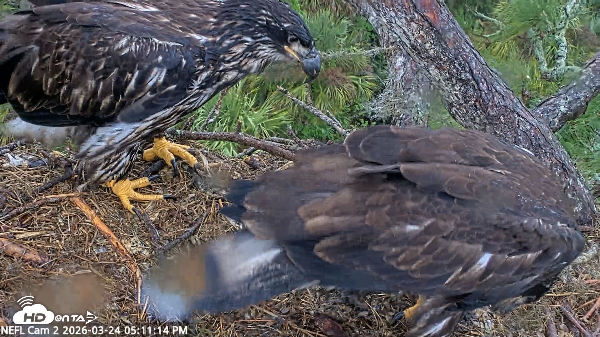 Snapshot of NE Florida Eagles Live Webcam taken Mar 24, 2026, 5:11pm EDT