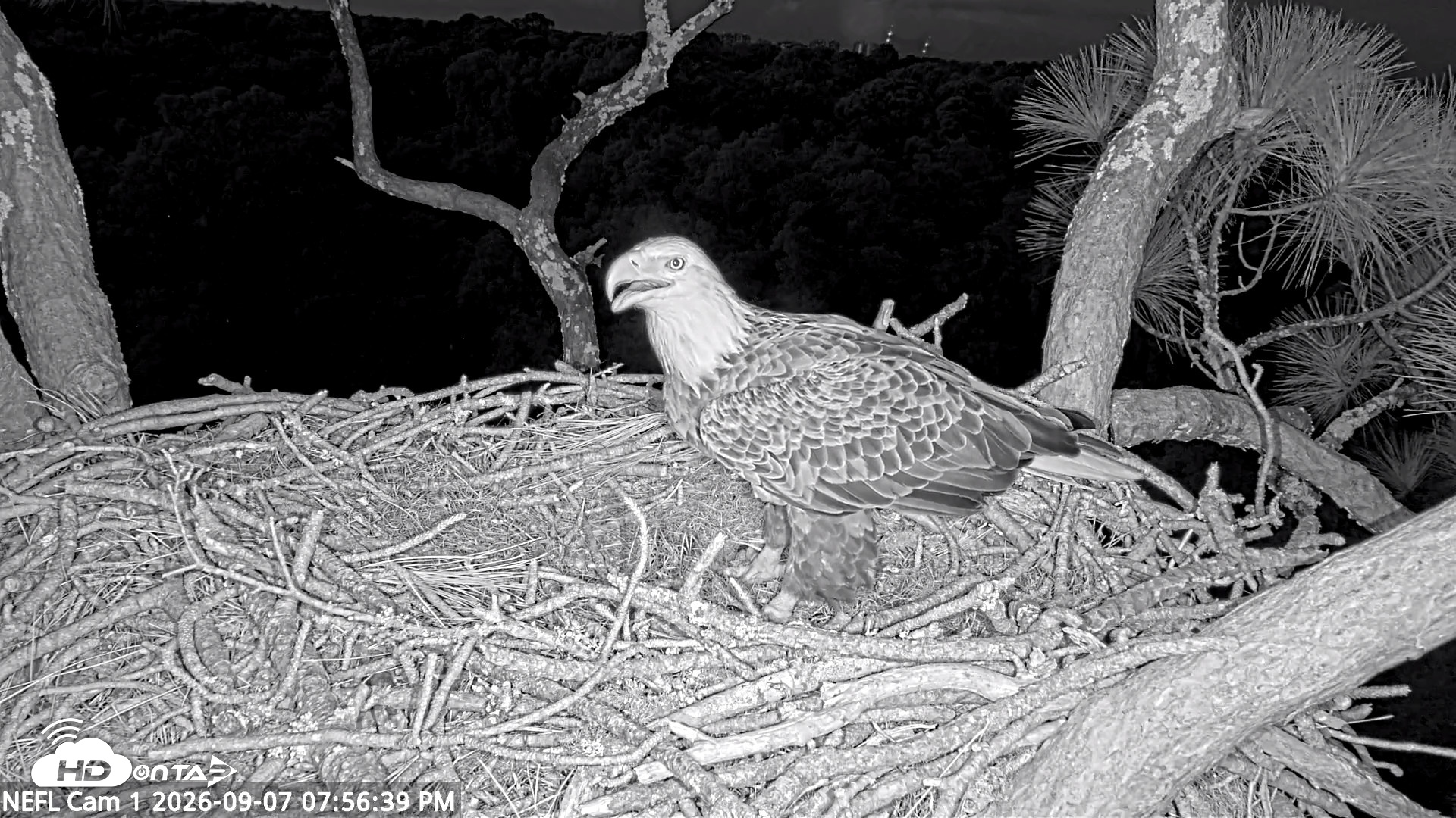 Snapshot of NE Florida Eagles Live Webcam taken Sep 7, 2026, 7:57pm EDT