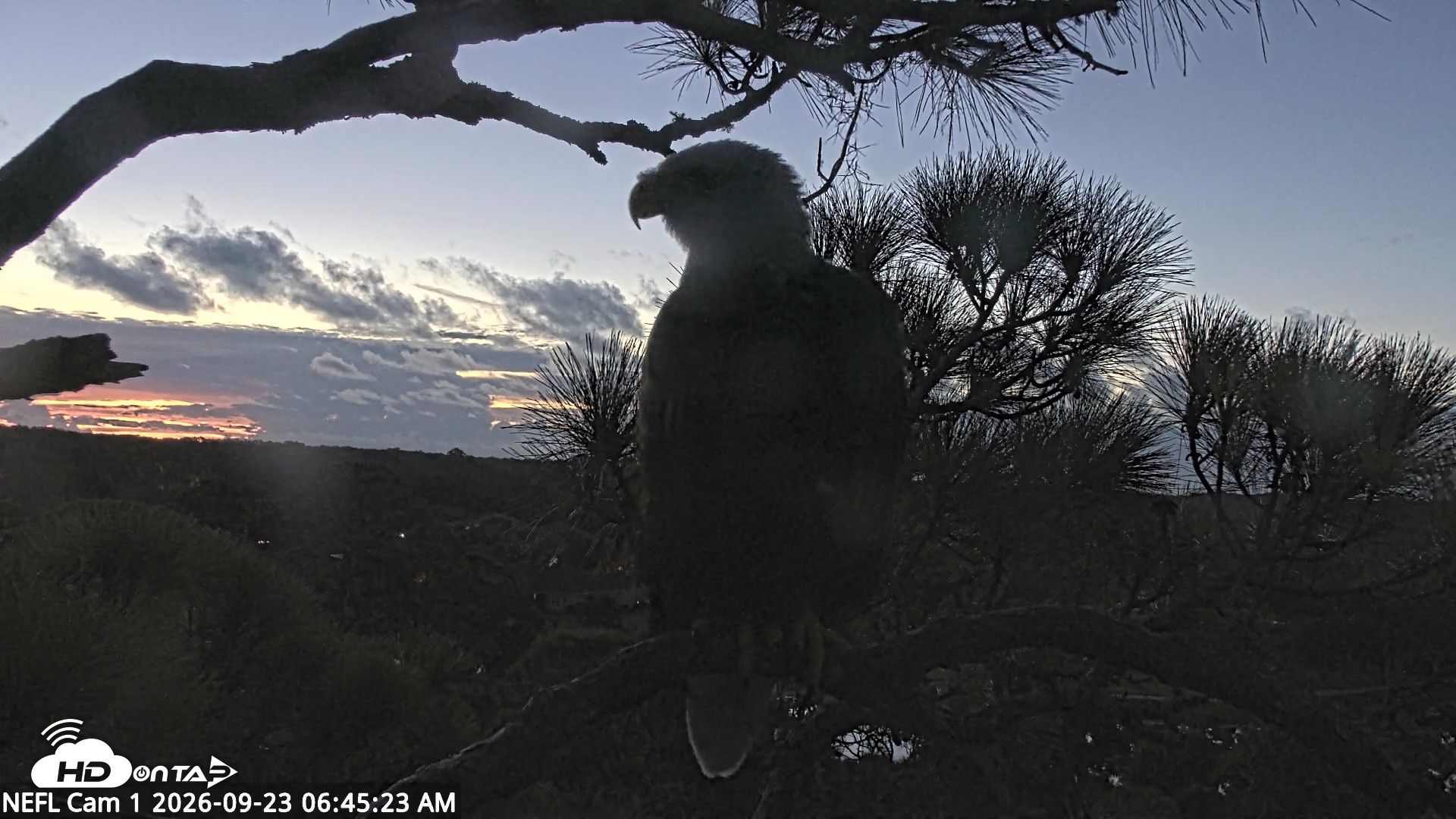 Snapshot of NE Florida Eagles Live Webcam taken Sep 23, 2026, 6:47am EDT