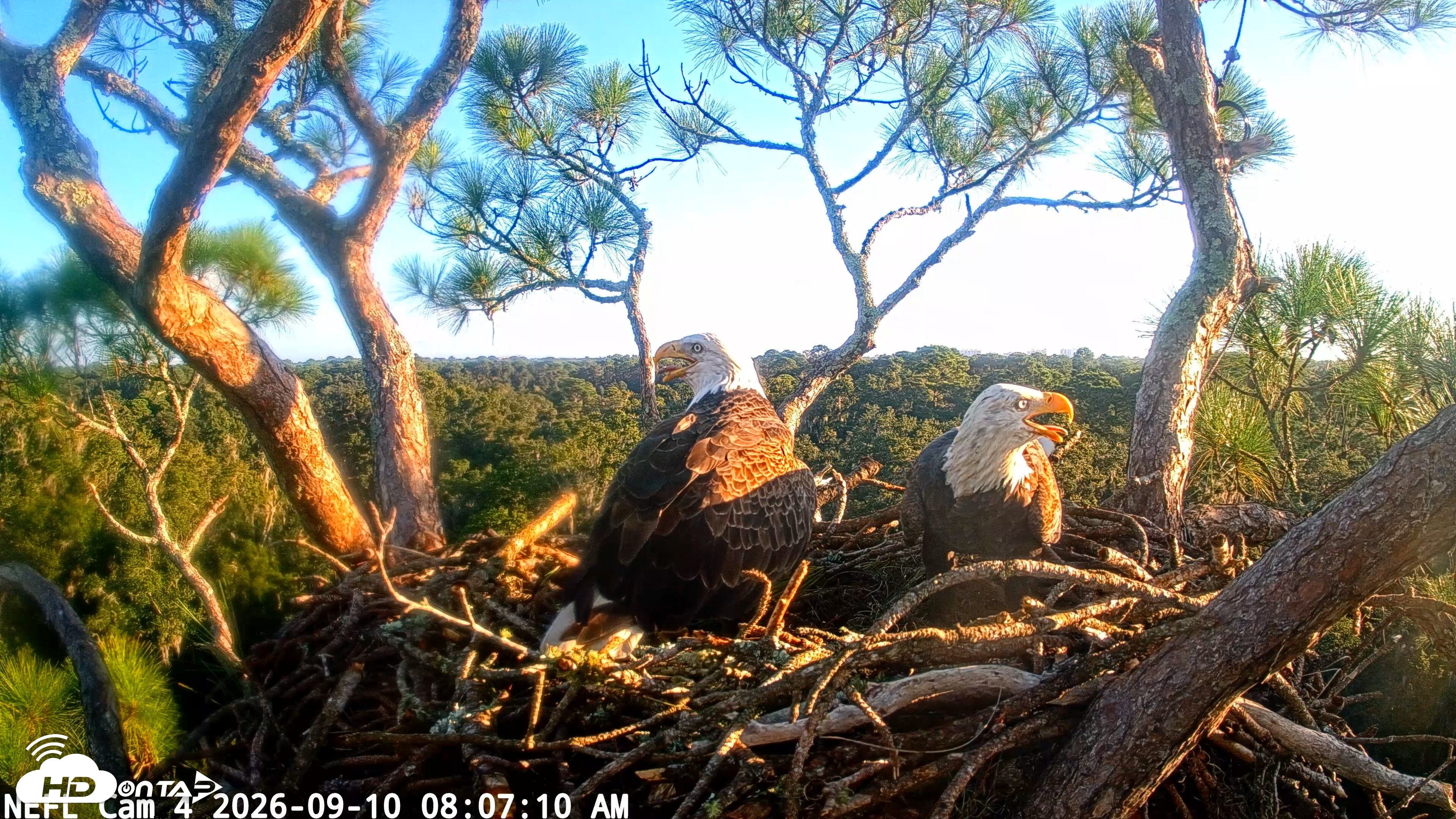 Snapshot of NE Florida Eagles Live Webcam taken Sep 10, 2026, 8:08am EDT