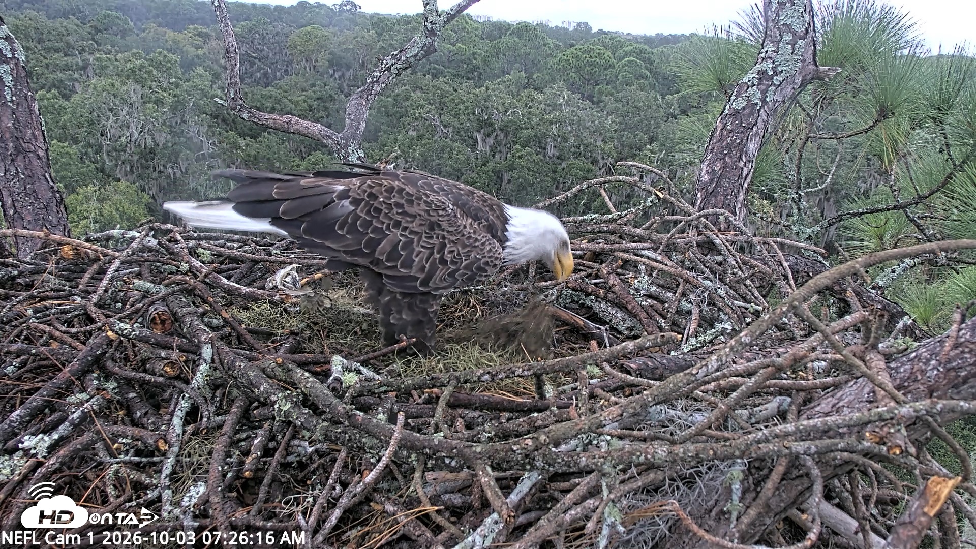 Snapshot of NE Florida Eagles Live Webcam taken Oct 3, 2026, 7:27am EDT