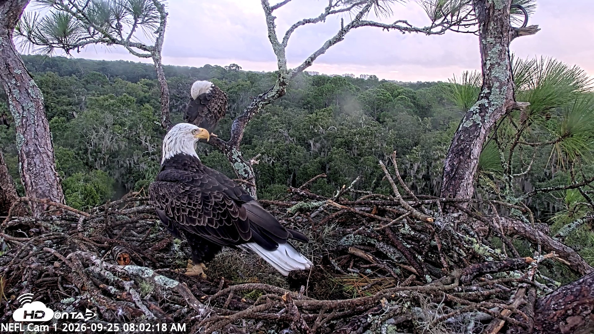 Snapshot of NE Florida Eagles Live Webcam taken Sep 25, 2026, 8:03am EDT