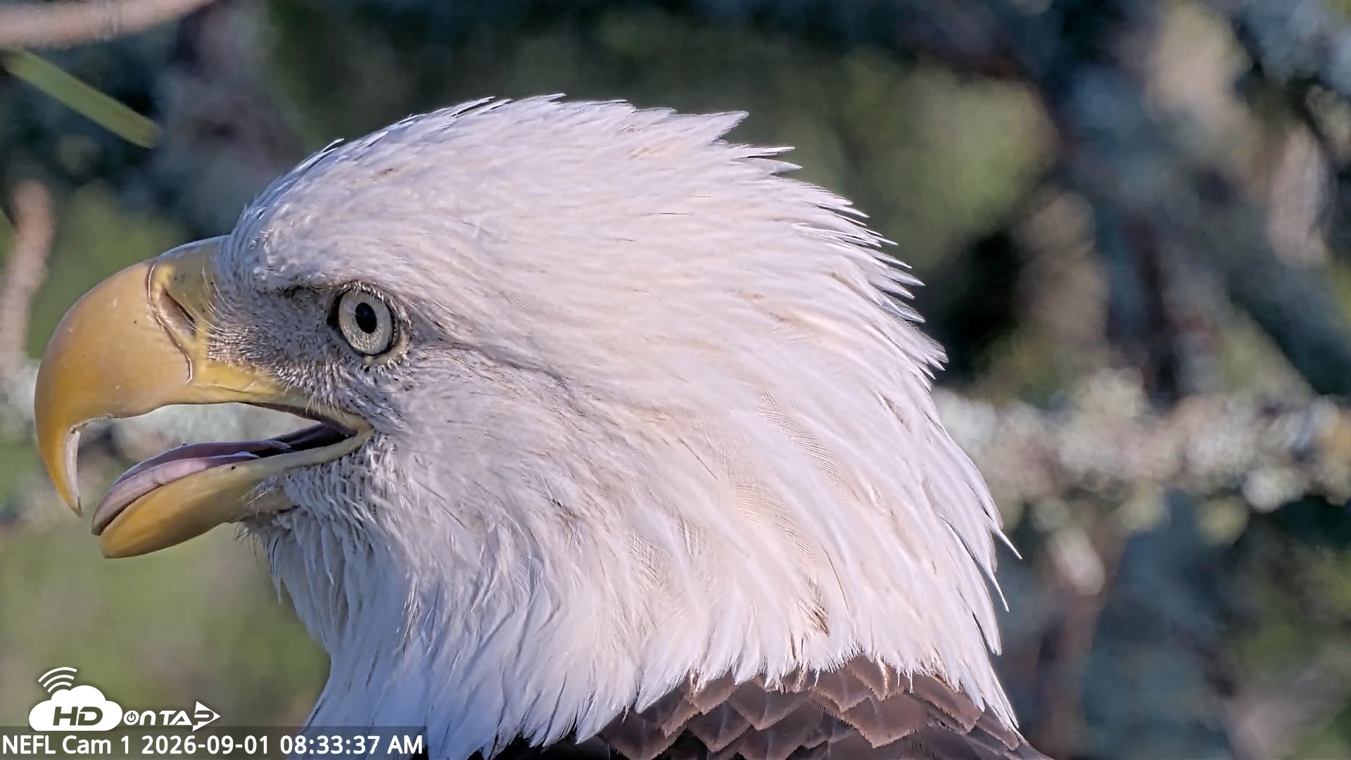 Snapshot of NE Florida Eagles Live Webcam taken Sep 1, 2026, 8:34am EDT