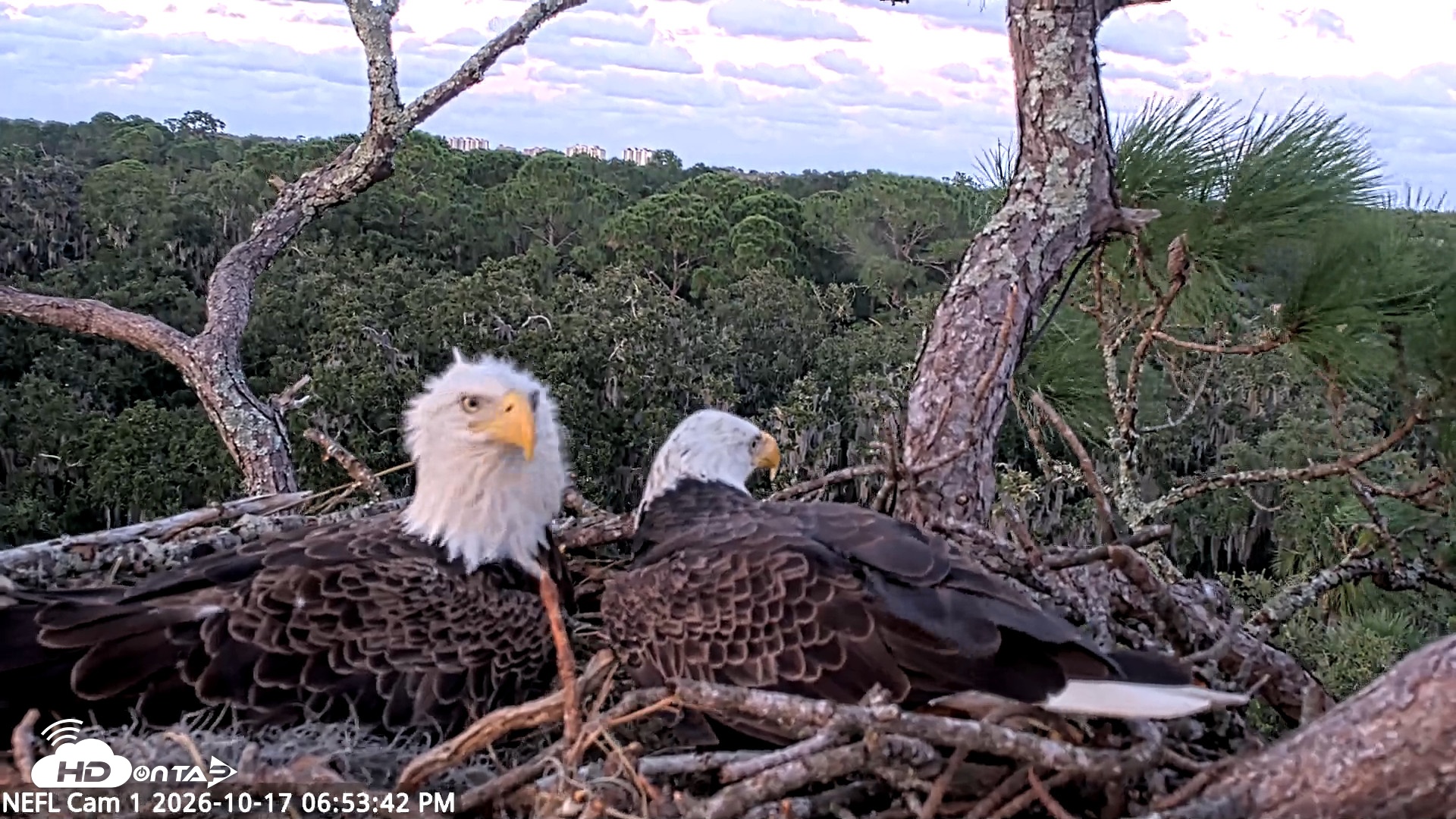 Snapshot of NE Florida Eagles Live Webcam taken Oct 17, 2026, 6:54pm EDT