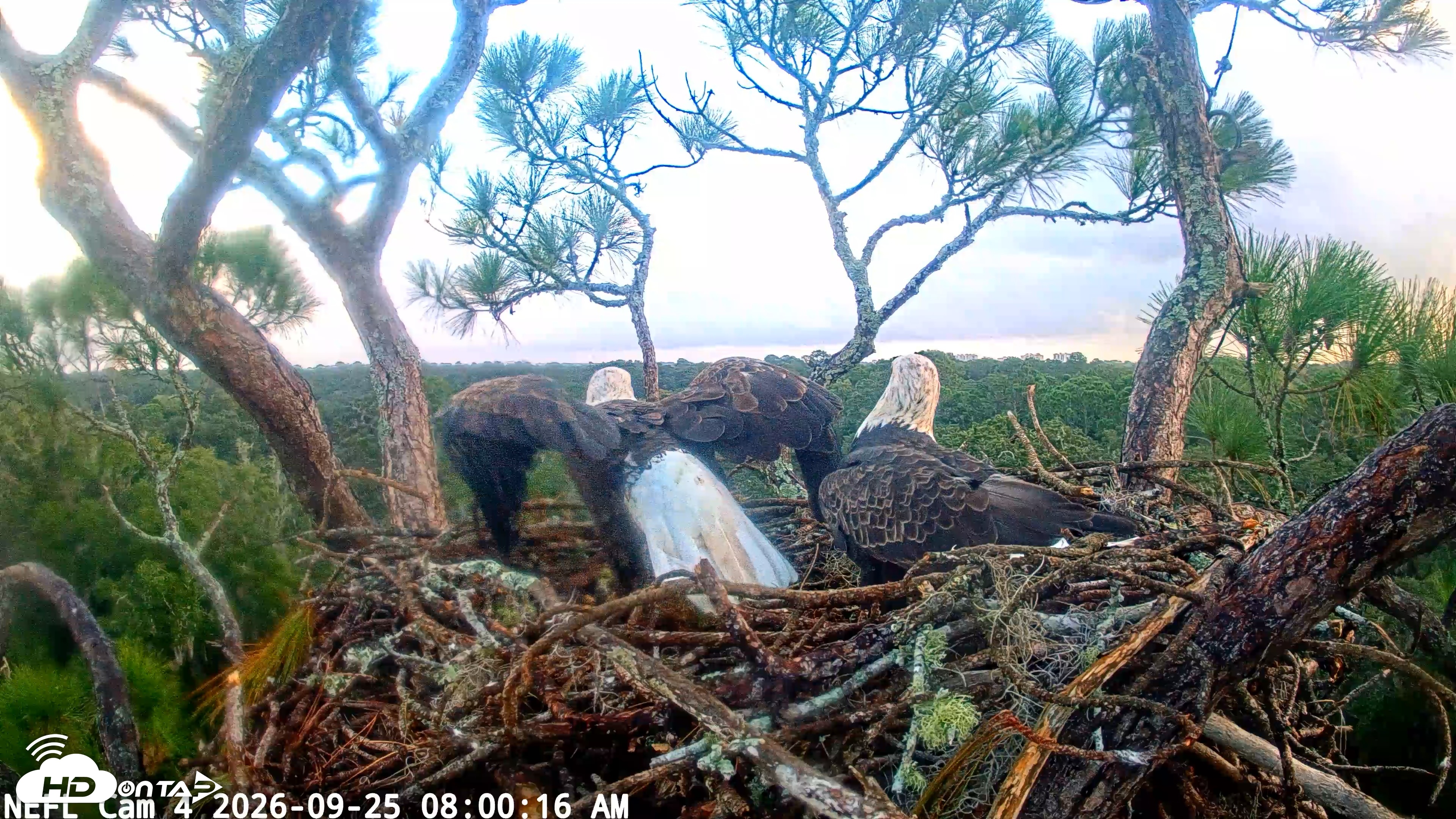 Snapshot of NE Florida Eagles Live Webcam taken Sep 25, 2026, 8:01am EDT
