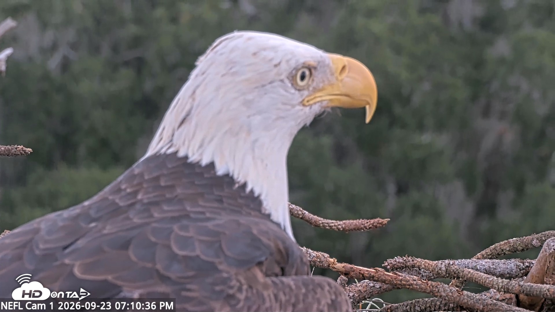 Snapshot of NE Florida Eagles Live Webcam taken Sep 23, 2026, 7:11pm EDT