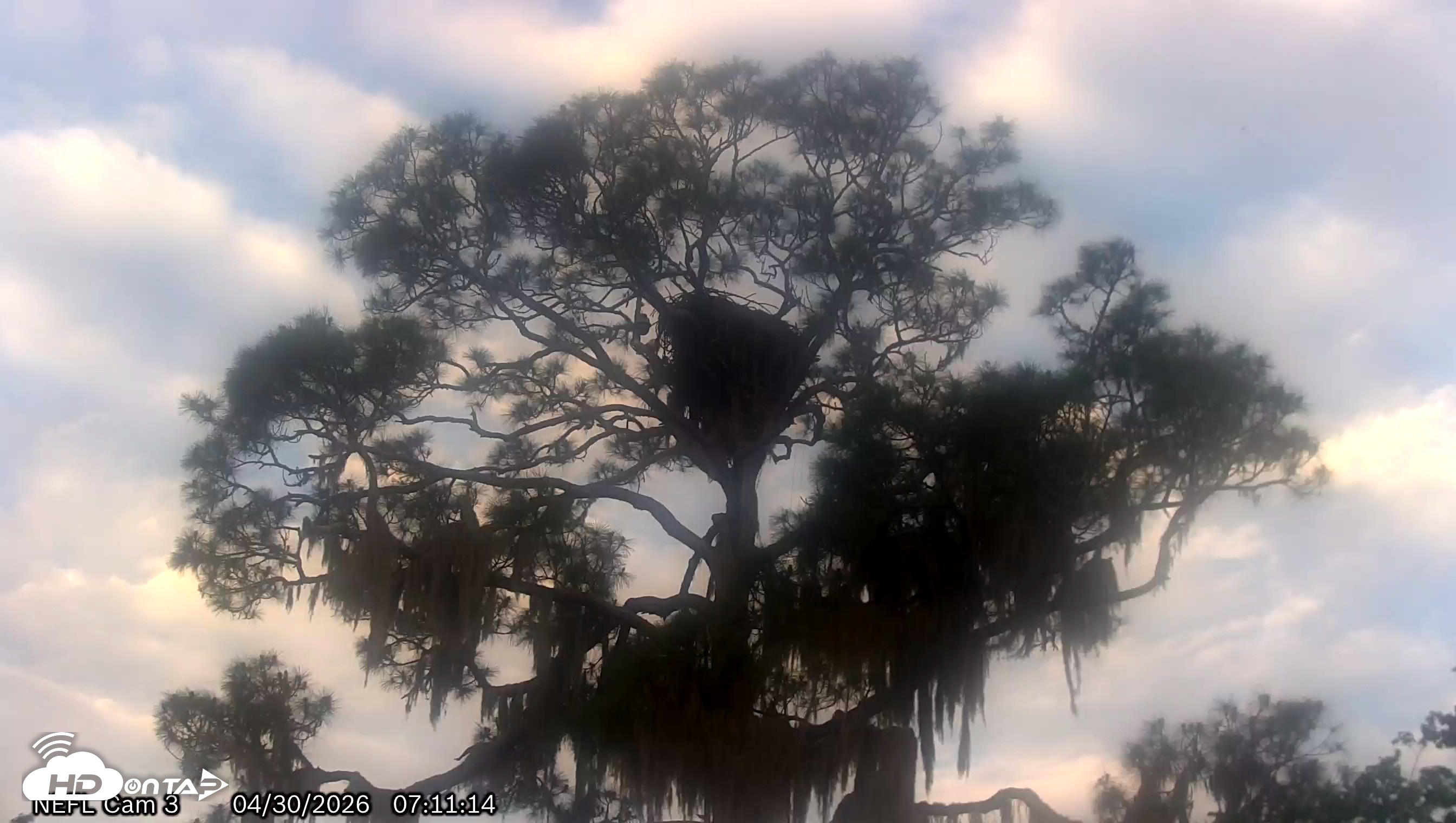 Snapshot of NE Florida Eagles Live Webcam taken Apr 30, 2026, 7:12am EDT