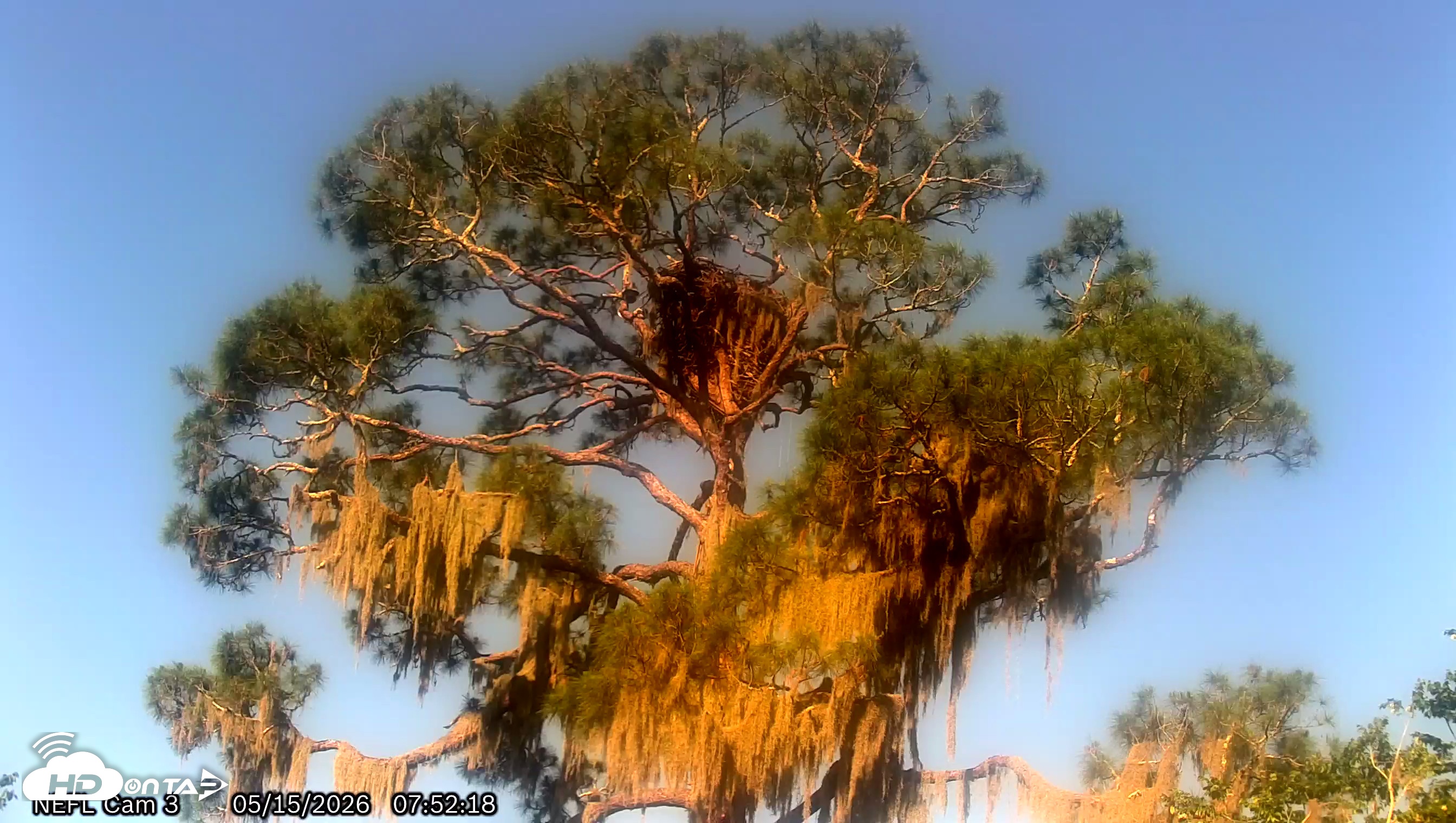 Snapshot of NE Florida Eagles Live Webcam taken May 15, 2026, 7:54am EDT
