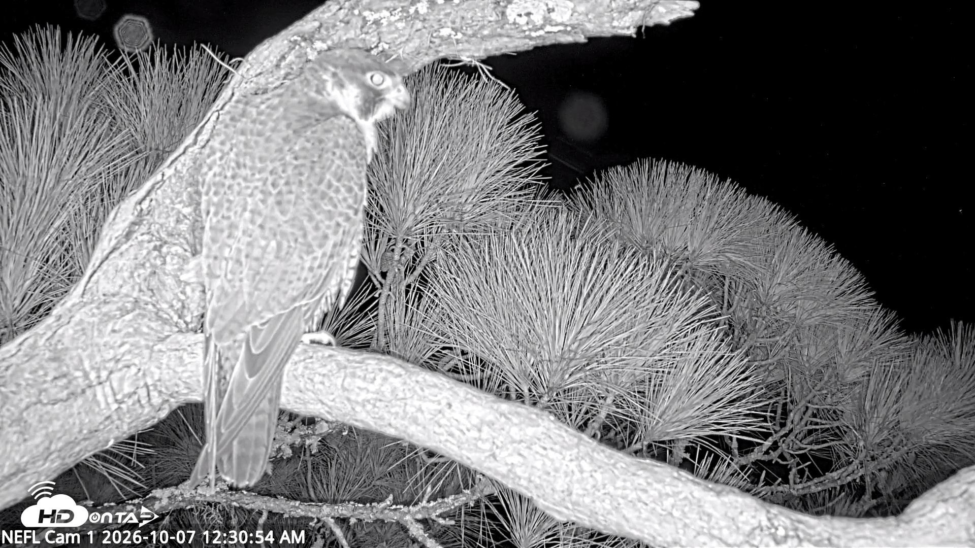 Snapshot of NE Florida Eagles Live Webcam taken Oct 7, 2026, 12:31am EDT