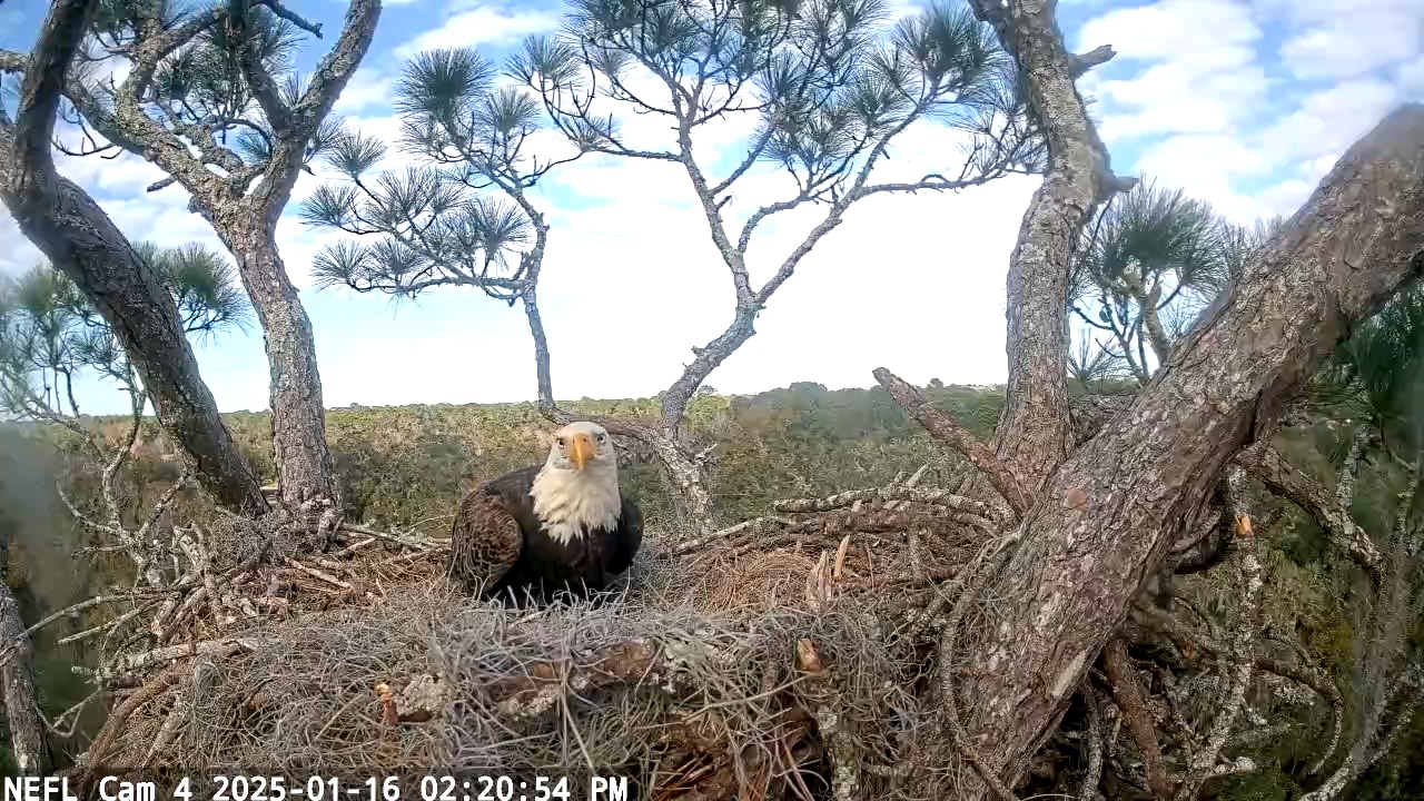 Snapshot of NE Florida Eagles Live Webcam taken Jan 16, 2025, 2:21pm EST