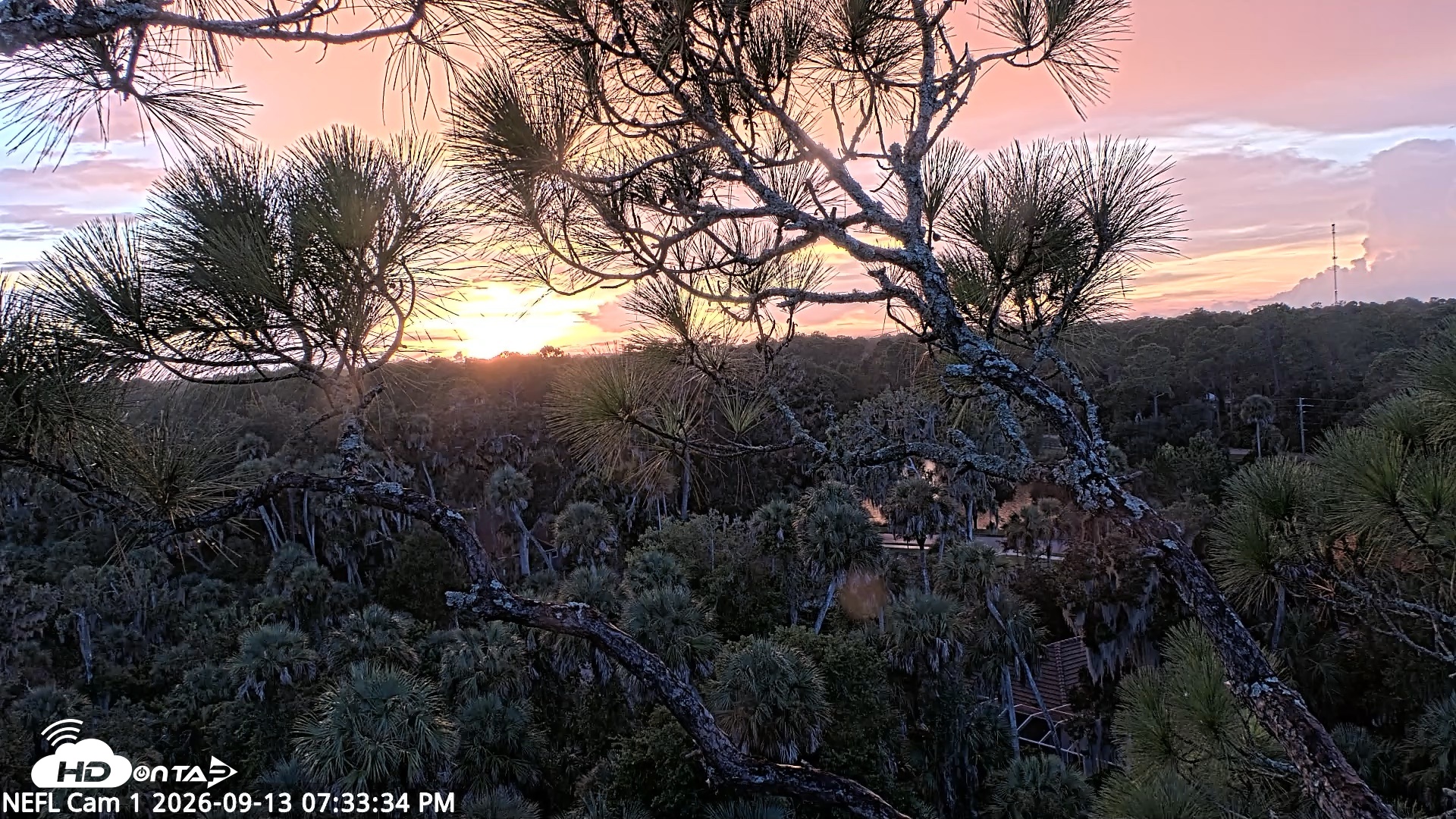 Snapshot of NE Florida Eagles Live Webcam taken Sep 13, 2026, 7:34pm EDT