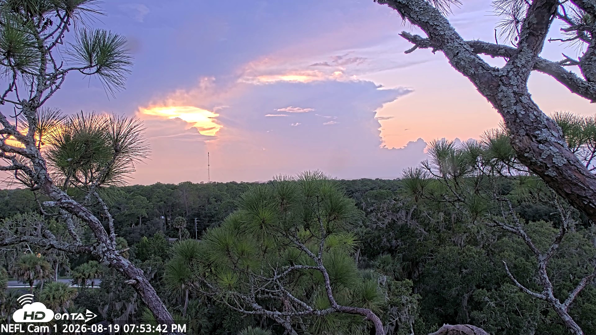 Snapshot of NE Florida Eagles Live Webcam taken Aug 19, 2026, 7:54pm EDT