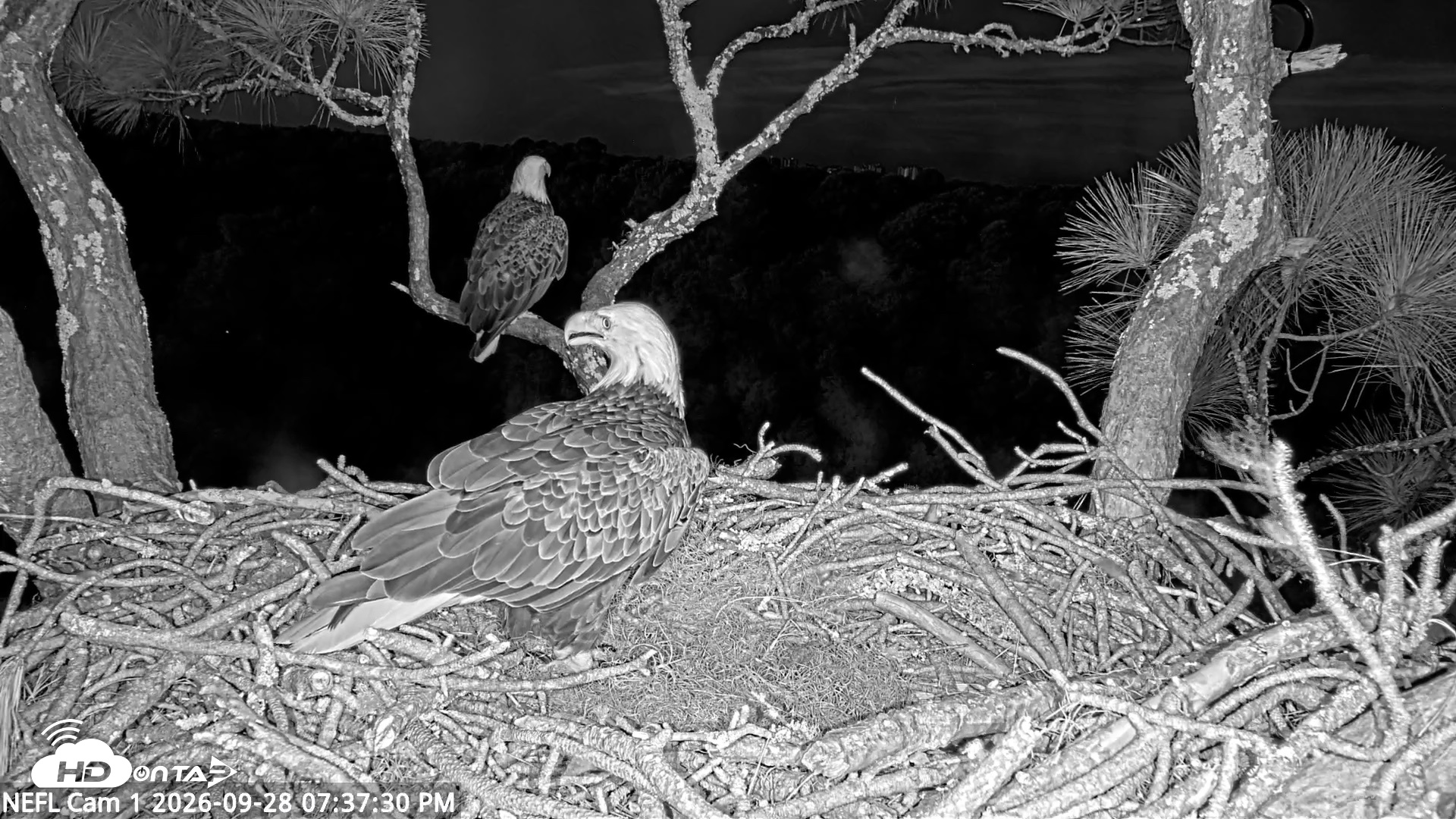 Snapshot of NE Florida Eagles Live Webcam taken Sep 28, 2026, 7:38pm EDT