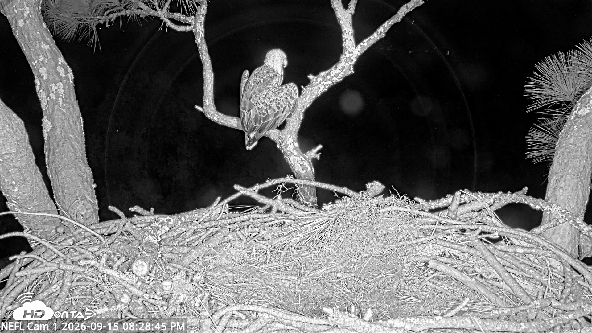 Snapshot of NE Florida Eagles Live Webcam taken Sep 15, 2026, 8:29pm EDT